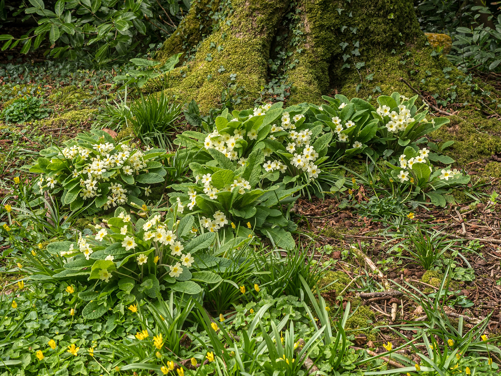 Johnstown Castle Estate, Co Wexford, 4 Apr 2022