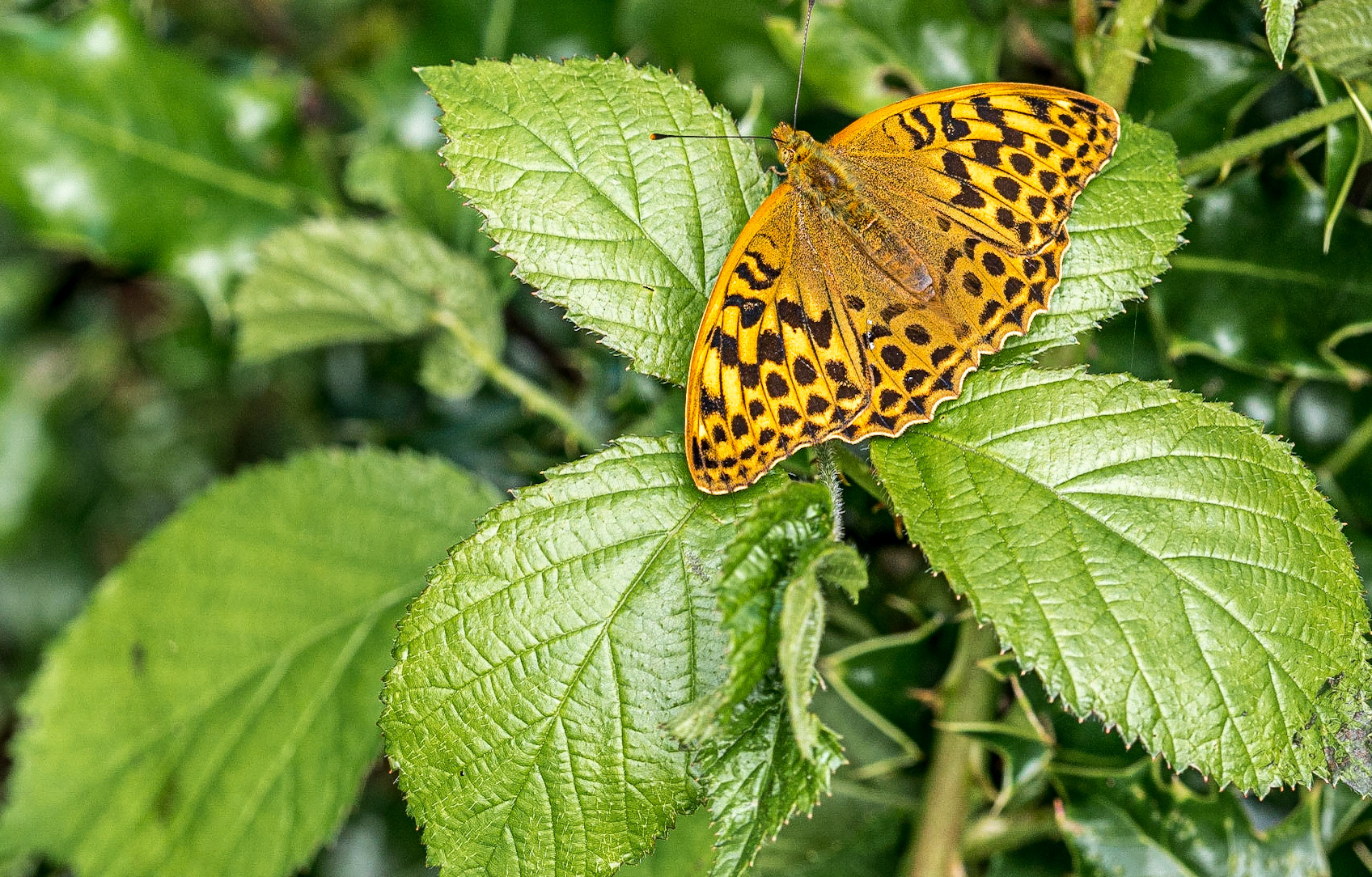 Muckross Lake, Killarney, 19 Jul 2015