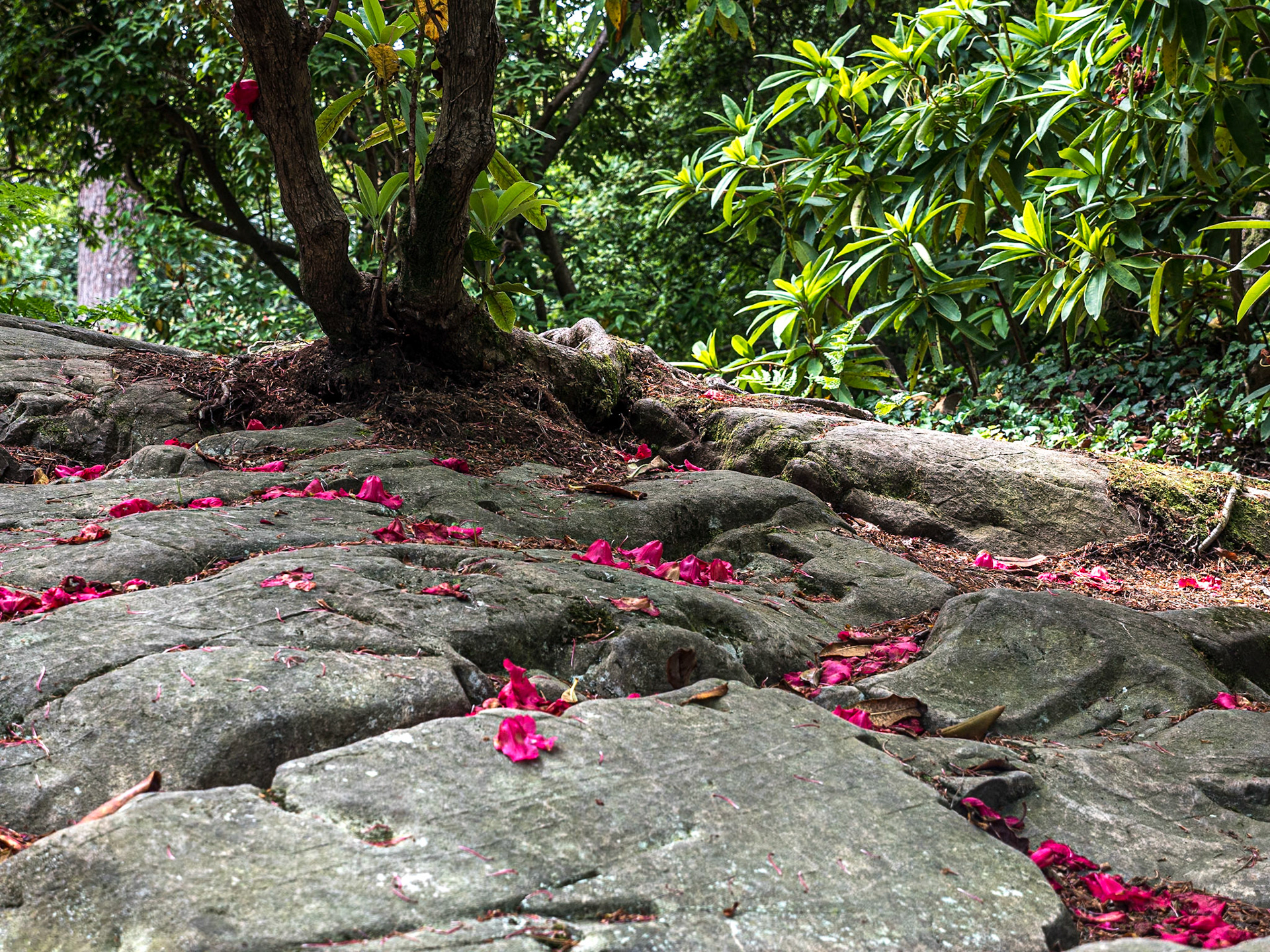 Rowallane Garden, Co Down, 17 Jun 2021