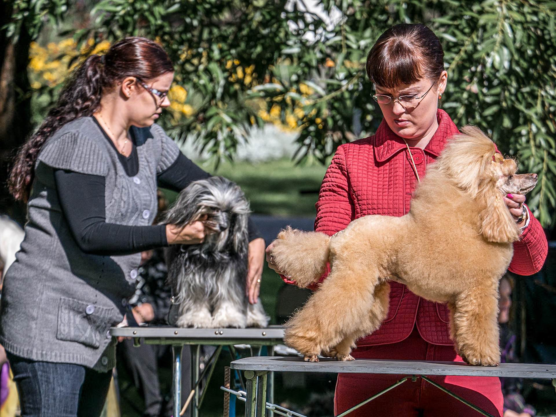 Dog show, Kaivopuisto park, Helsinki, 31 Aug 2014