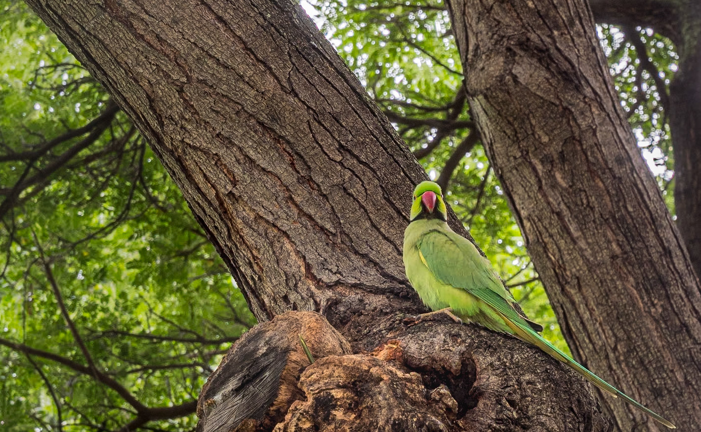Rose-Ringed Parakeet, Mililani St, Honolulu, 30 Jan 2024