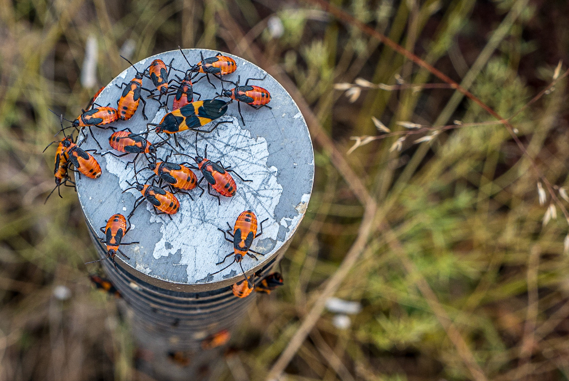 Insects, along the High Line, Manhattan