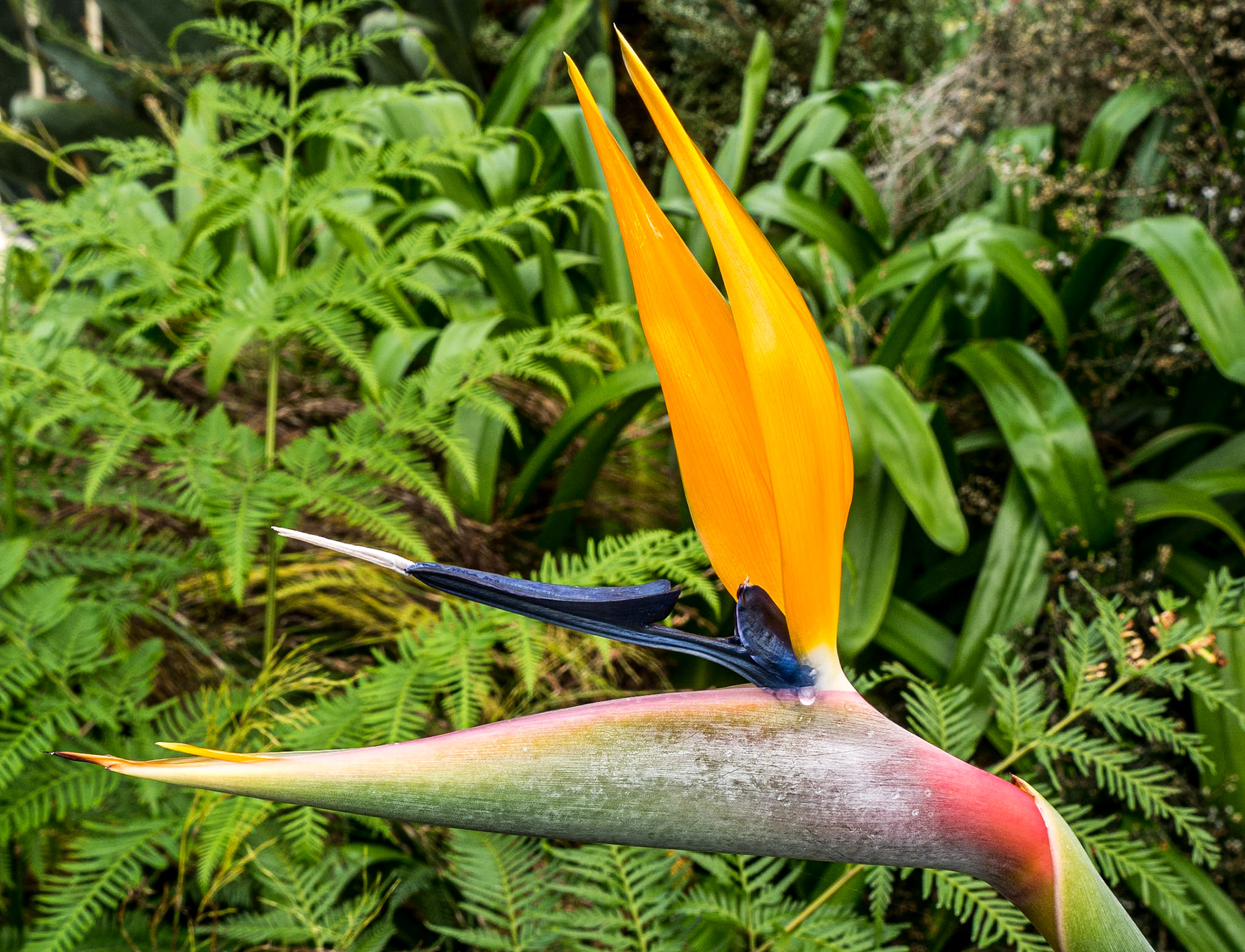 Botanic Gardens, Dublin, 7 Feb 2015