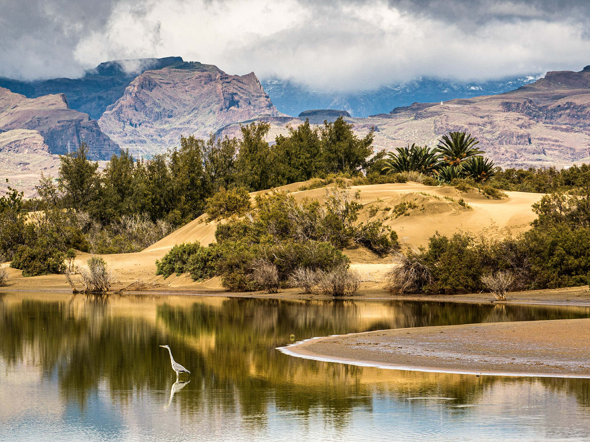 La Charca reserve, Maspalomas, Gran Canaria, 19 Feb 2016