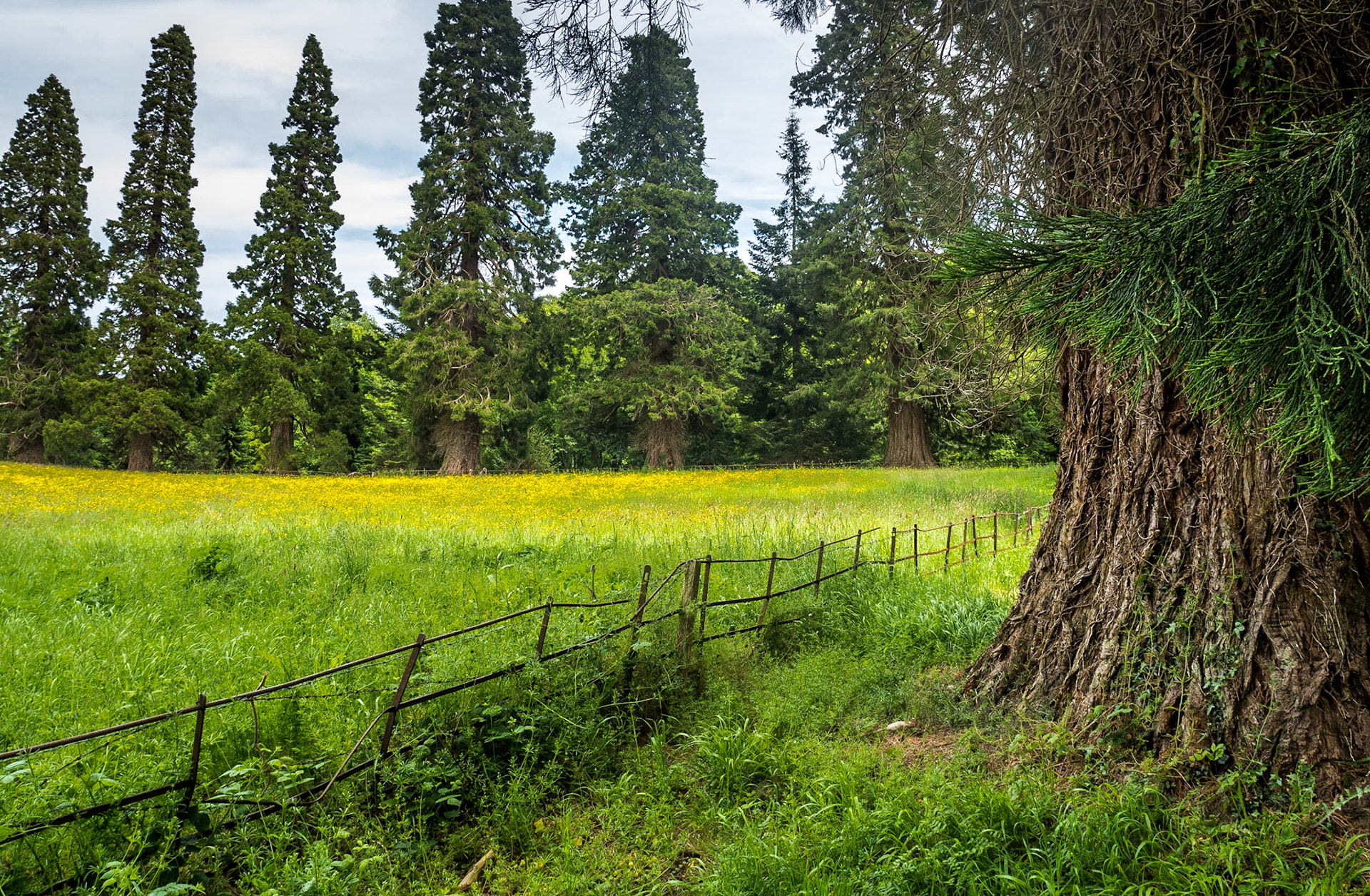 Powerscourt estate, Co Wicklow, 16 Jun 2015