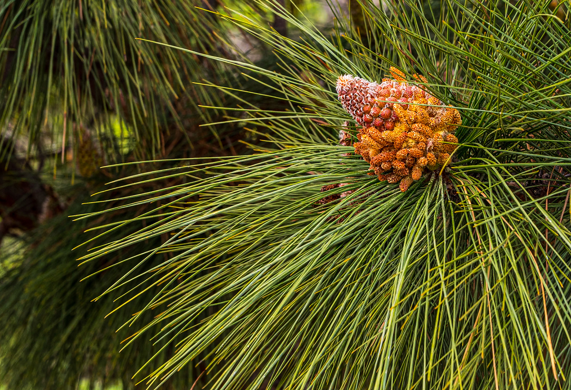 Near Chiguergue, Tenerife, 28 Feb 2023