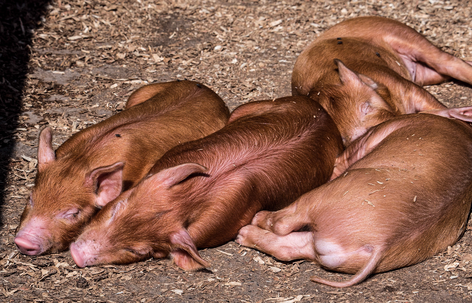 Tamworth pigs, grounds of Newbridge House, Co Dublin, 21 Sep 2020