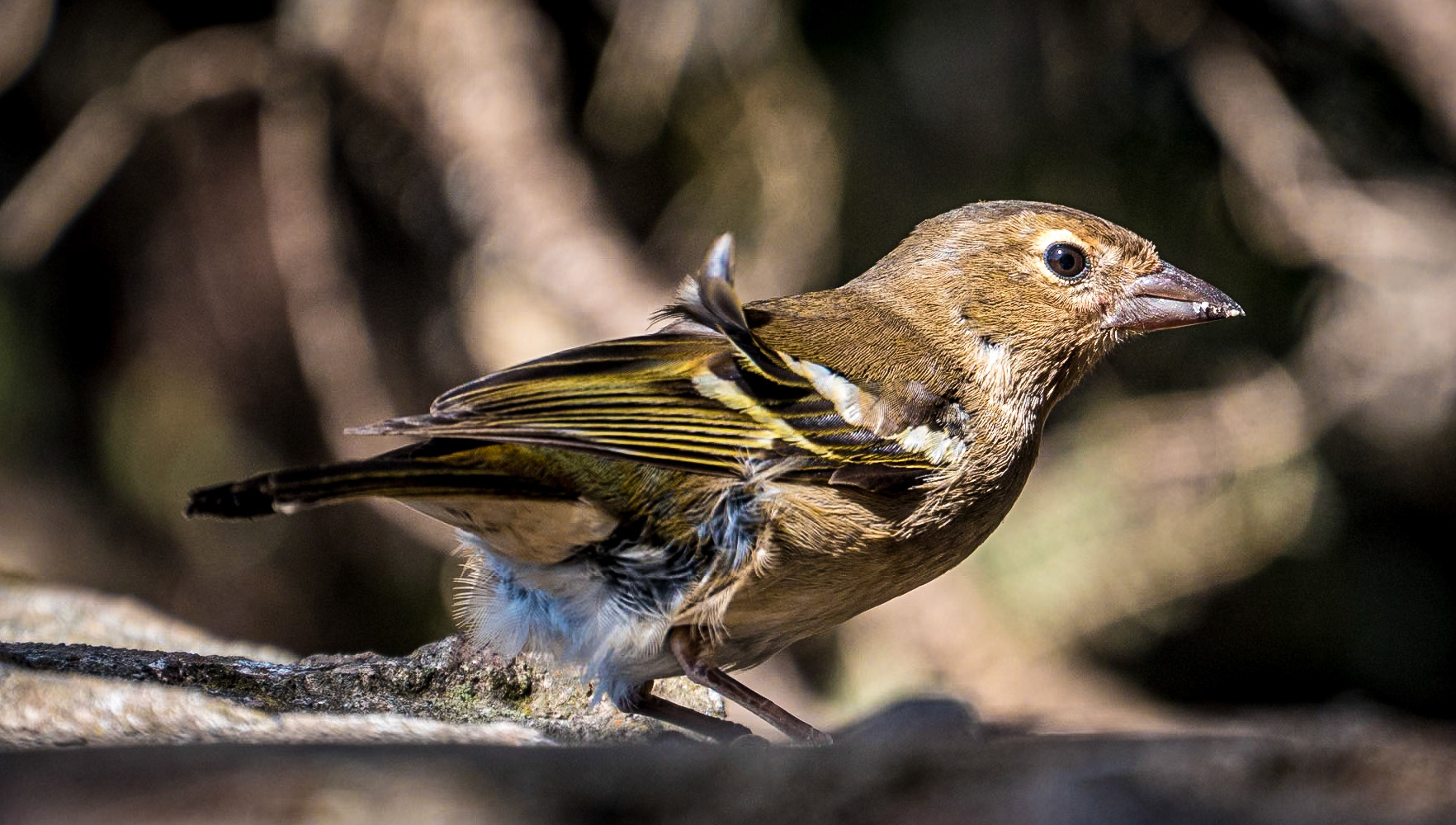 Anaga Mountains walk, Tenerife, 12 Feb 2019