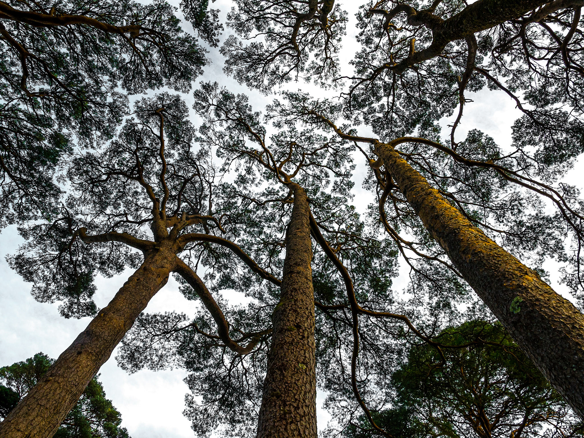 Muckross gardens, Killarney, Co Kerry, 21 Nov 2016