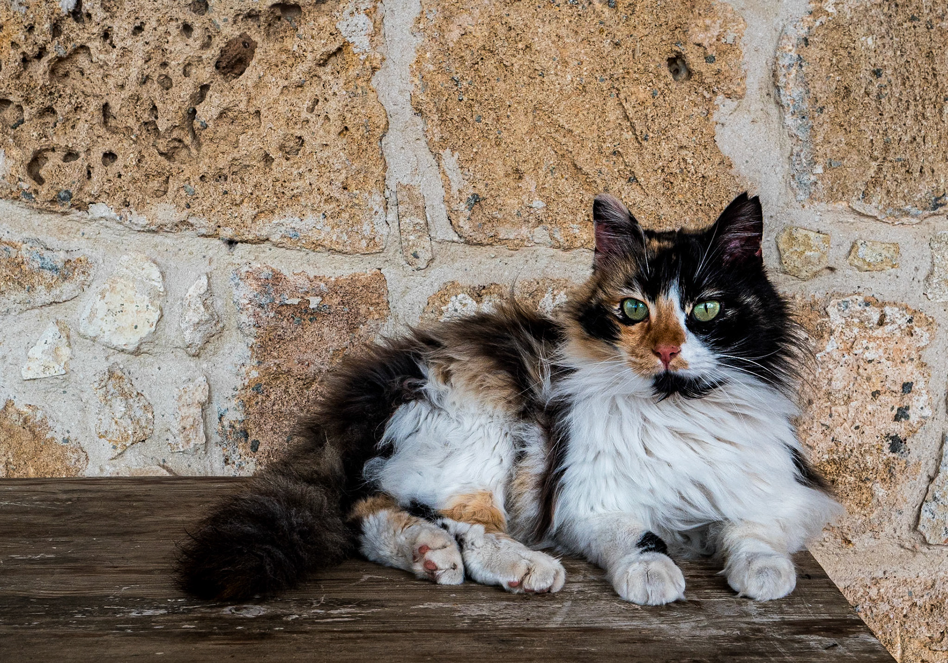 Holy Monastery of St Nicholas of the Cats, Cyprus, 11 Feb 2025