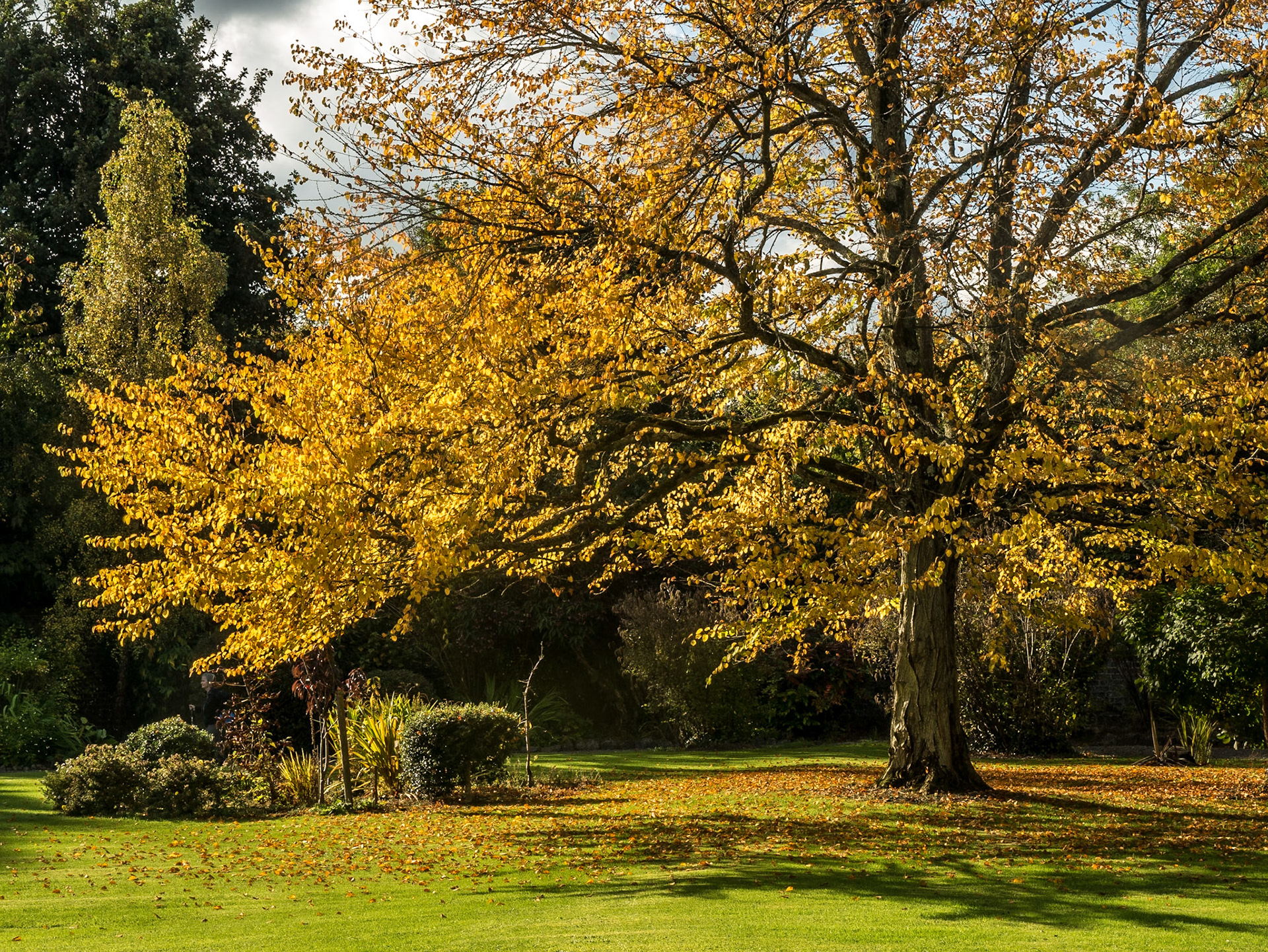 Leixlip Manor Gardens, Co Kildare, 9 Oct 2016