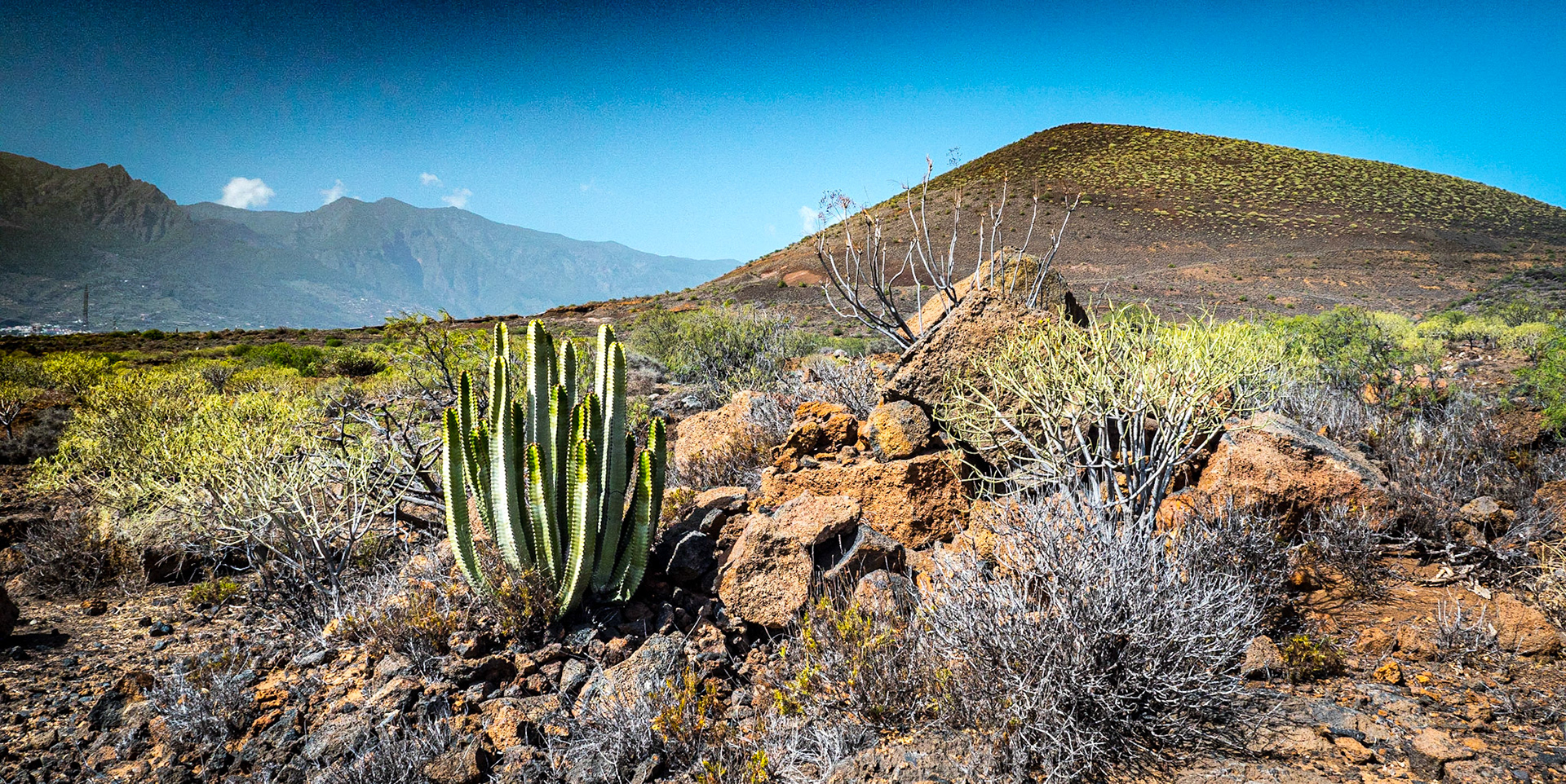 Malpaís de Güímar walk, Tenerife, 17 Feb 2019