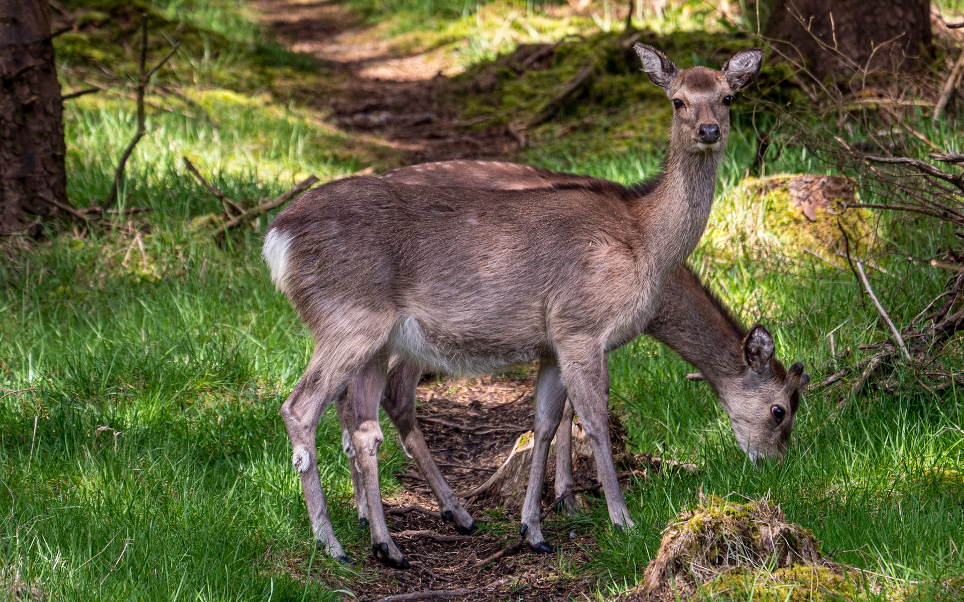 Deer, Saggart Hill, Co Dublin, 5 May 2023
