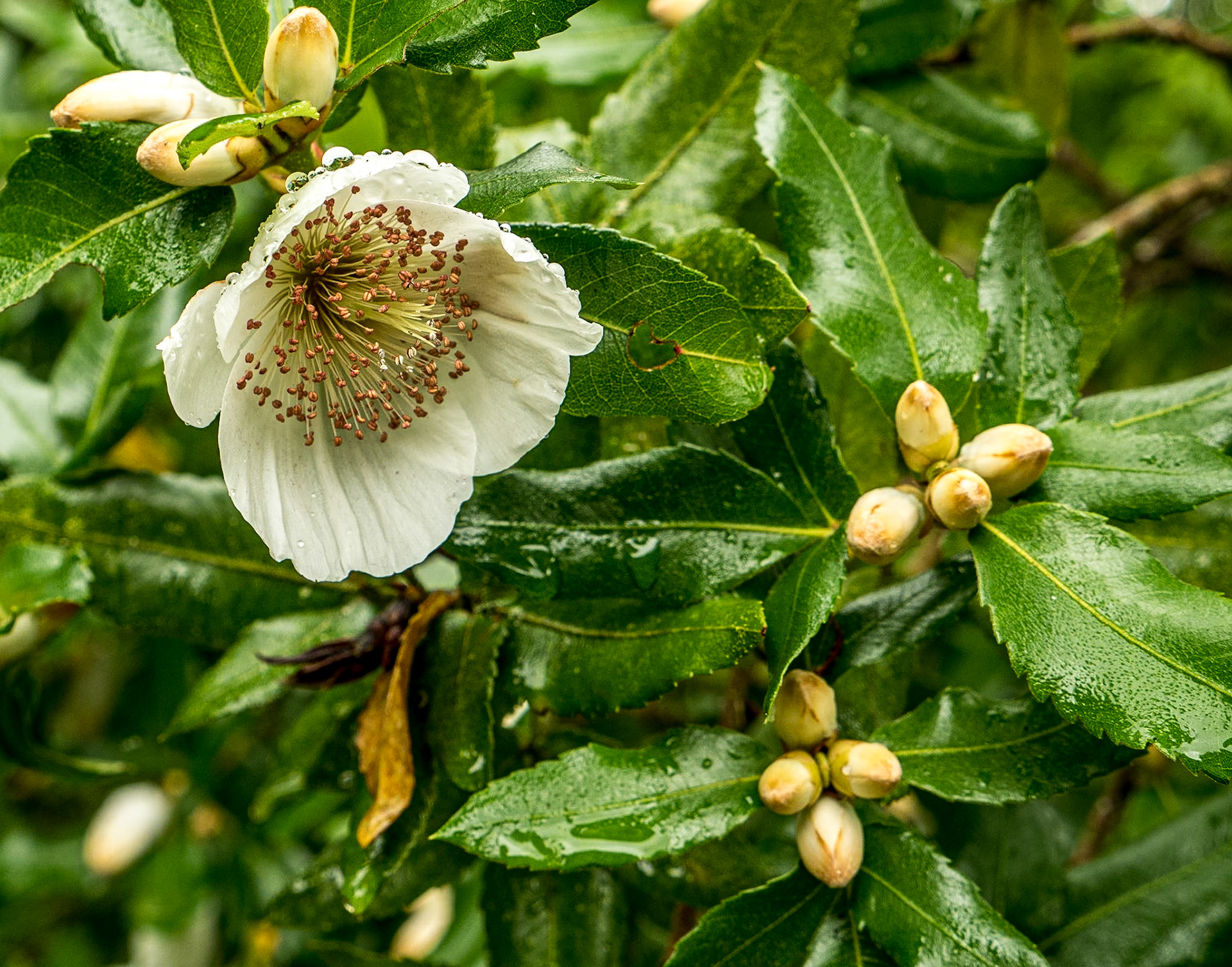 Birr Castle Demesne, Co Offaly, 3 Aug 2016