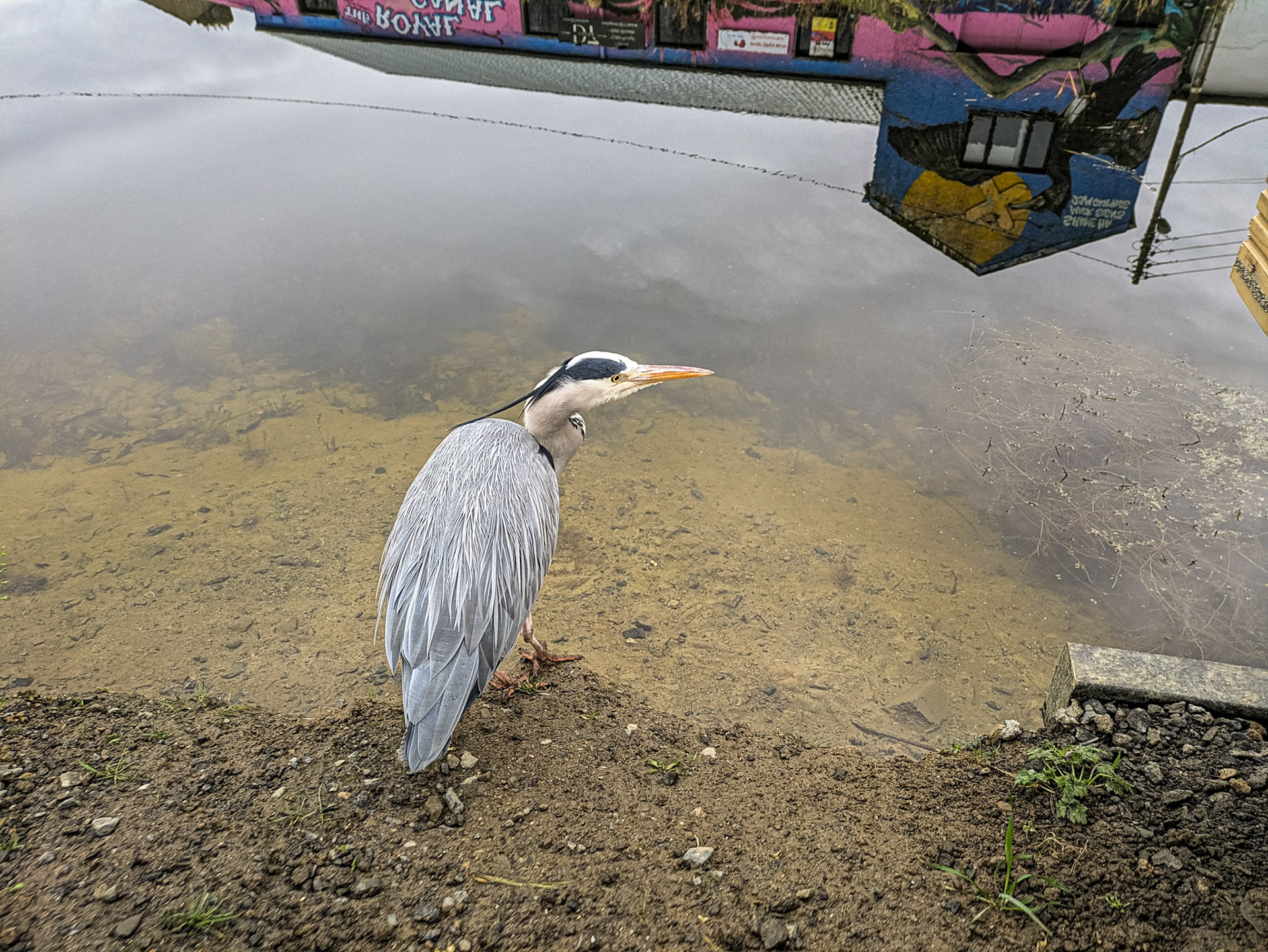 Heron, Royal Canal, Phibsborough, Dublin, 4 Jan 2025