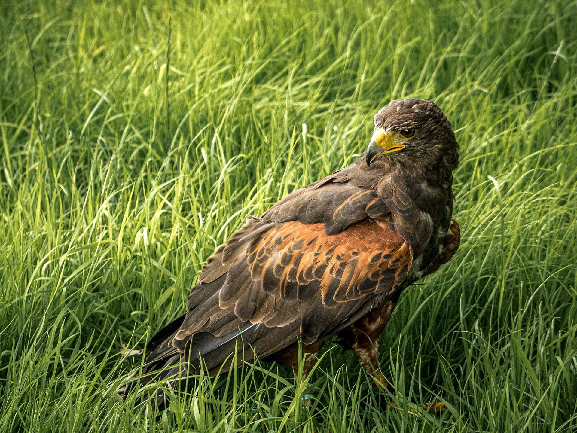 Bird of Prey Centre, Russburough House, 14 Aug 2016