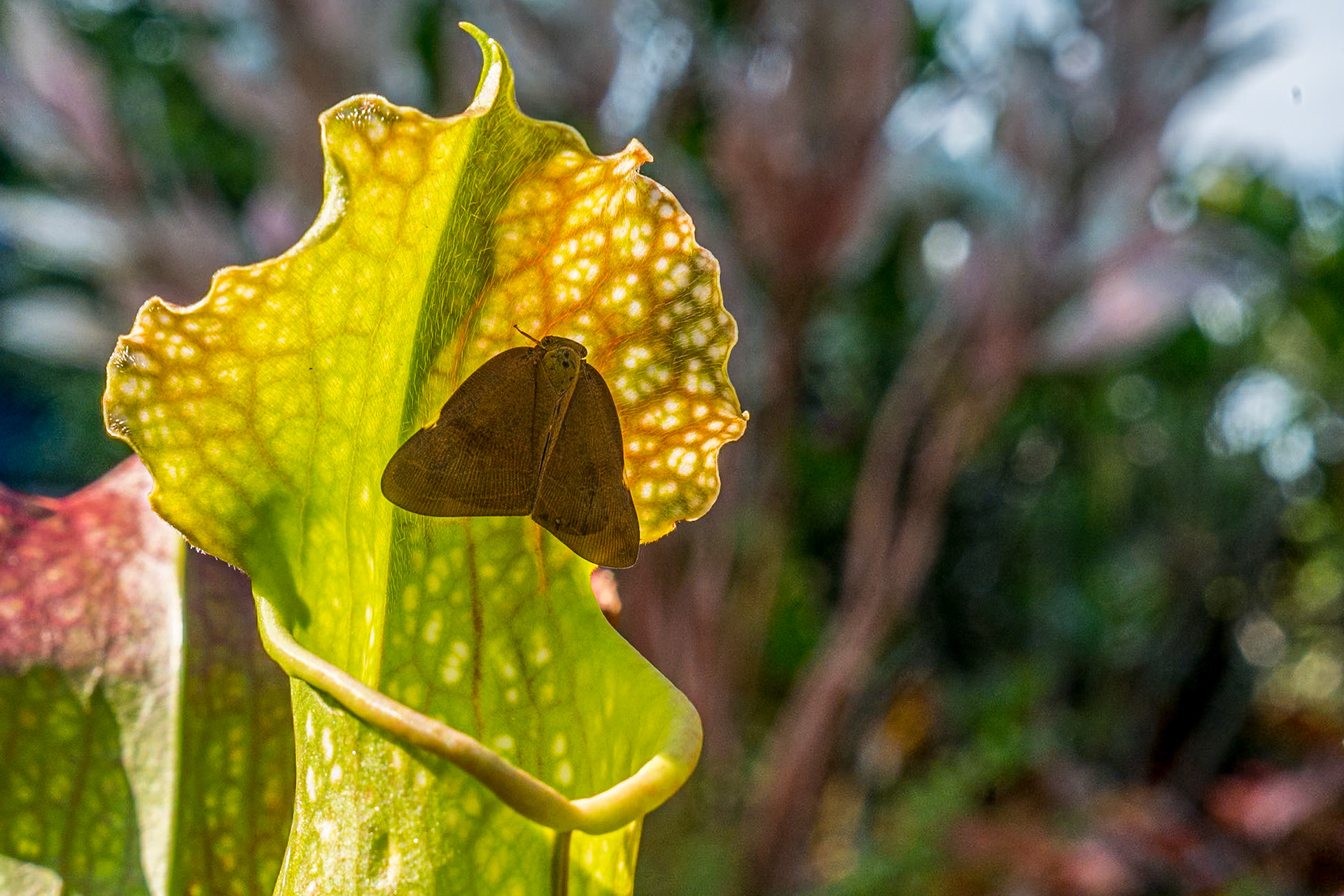 Art &amp; Garden, Penang, 10 Jun 2017