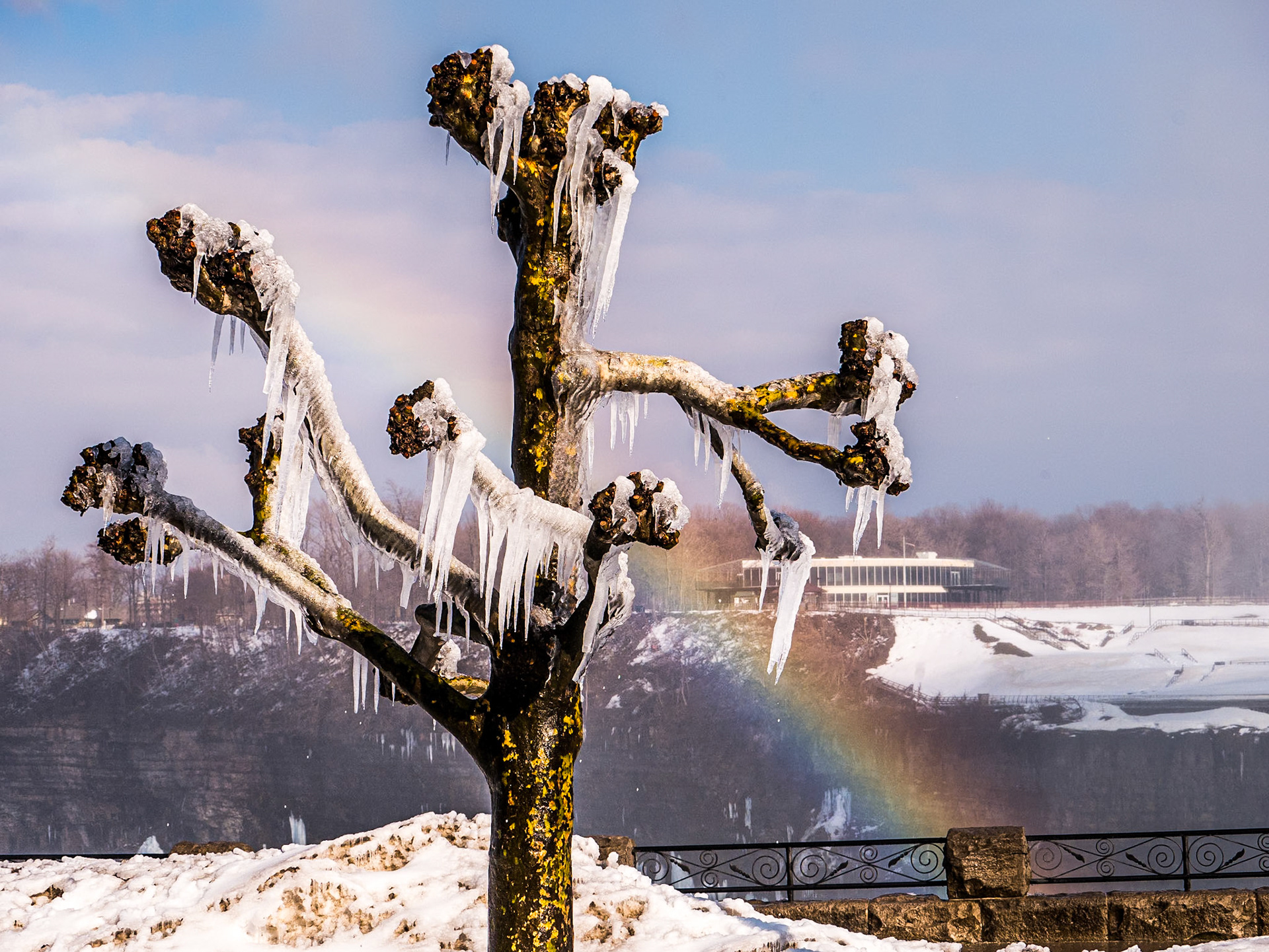 Trees with icicles, Niagara Falls, 7 Mar 2018
