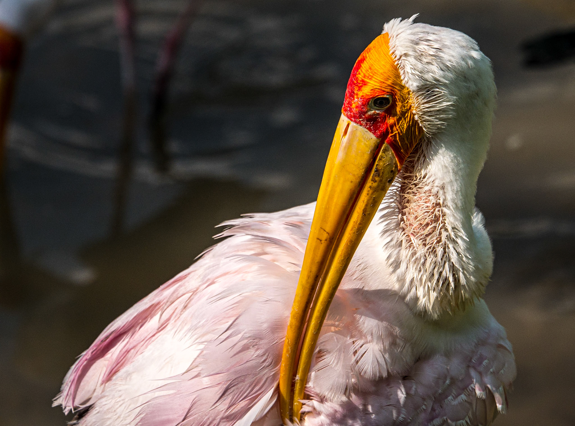 Yellow-billed stork, Kuala Lumpur Bird Park, 1 Jun 2017