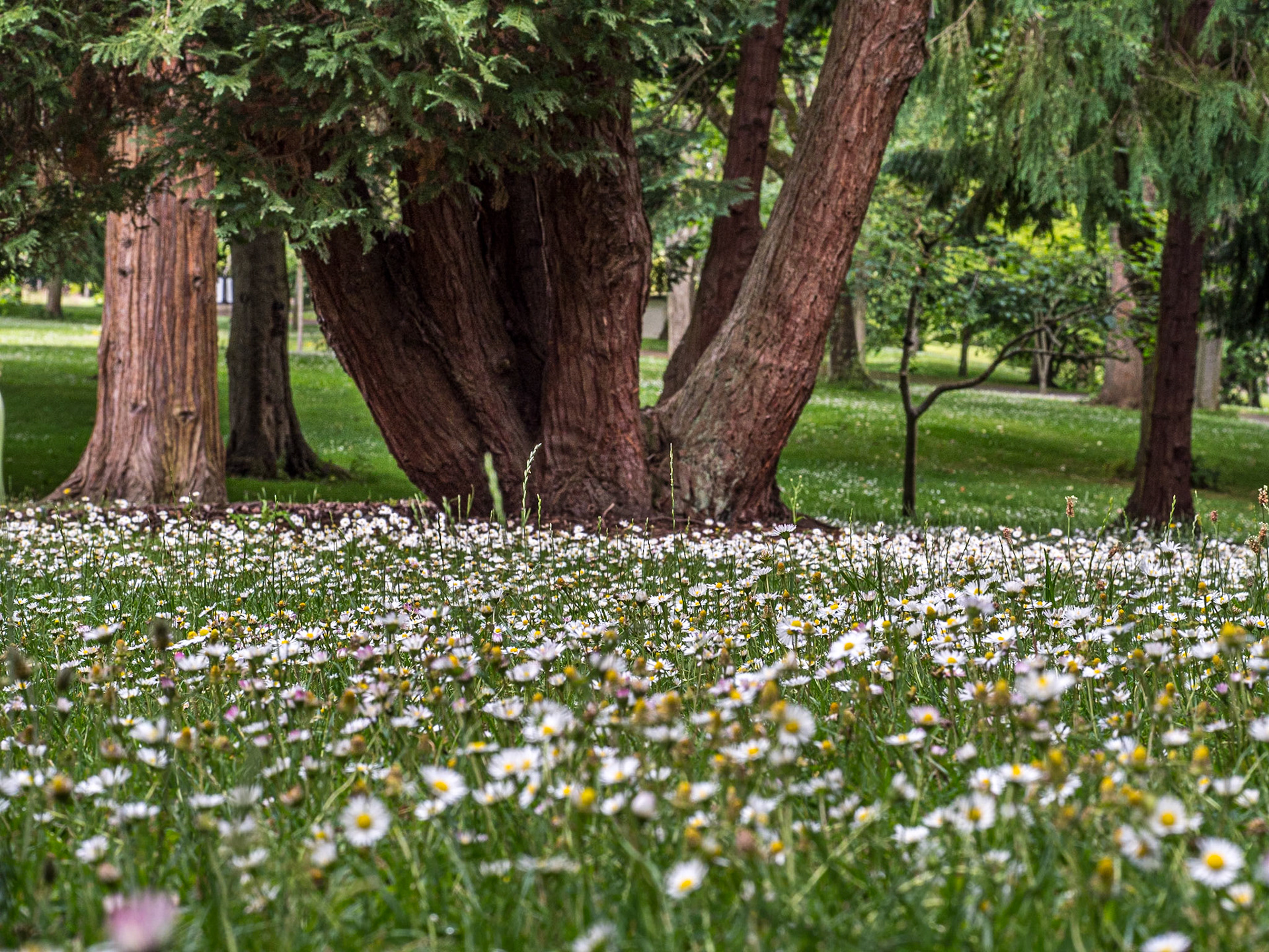 Botanic Gardens, Co Dublin, 21 Jun 2023