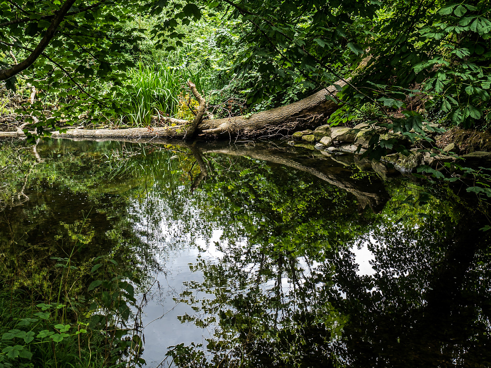 River Liffey near Lucan, Dublin, 22 Jul 2015