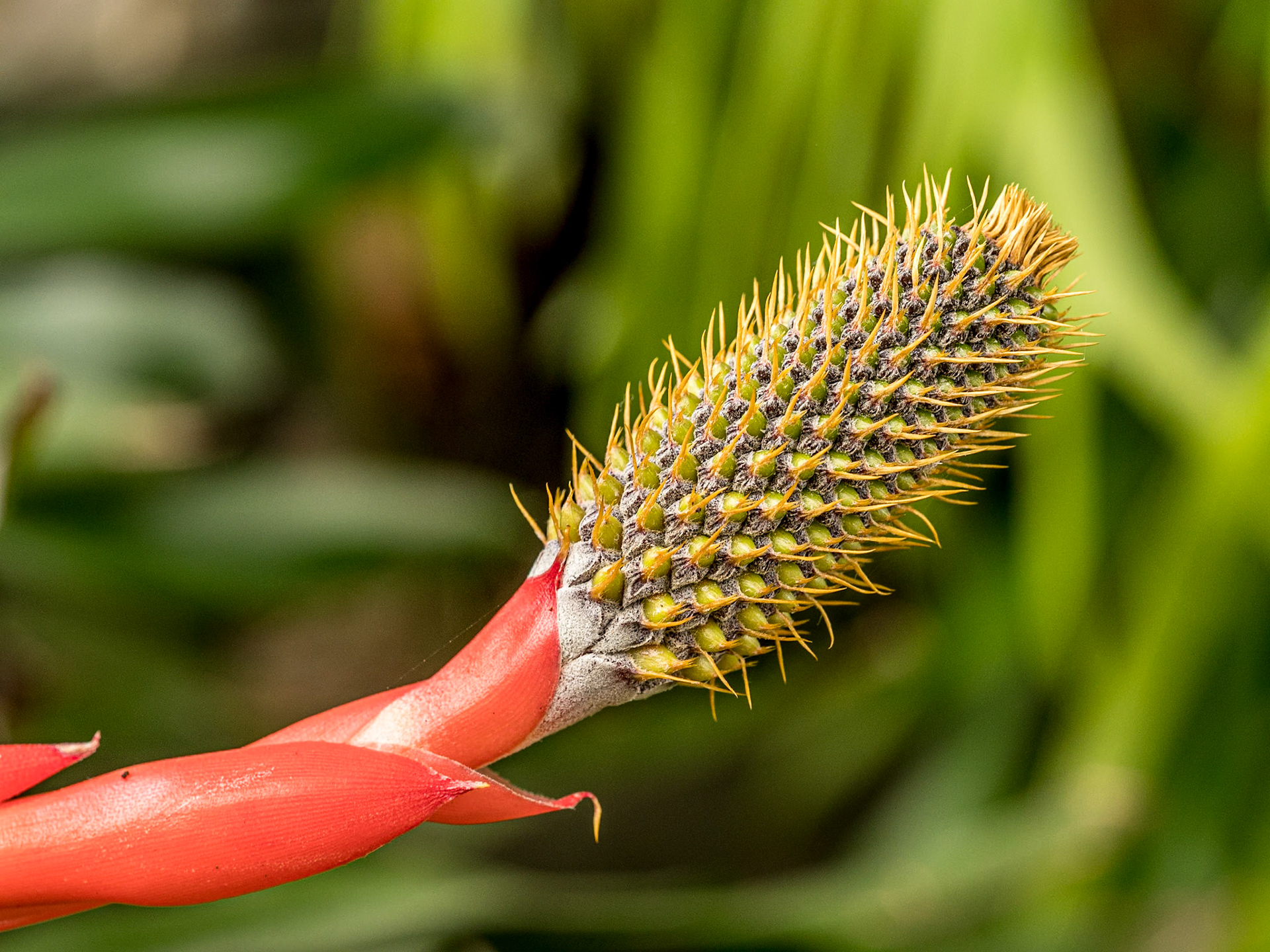 Aechmea pineliana, Botanic Gardens, Puerto de la Cruz, Tenerife, 29 Jan 2022