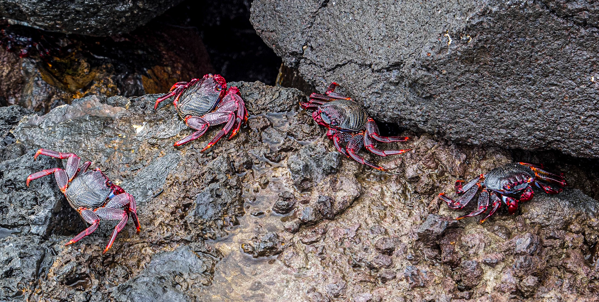 Crabs, Las Teresitas pier, Tenerife, 18 Feb 2019