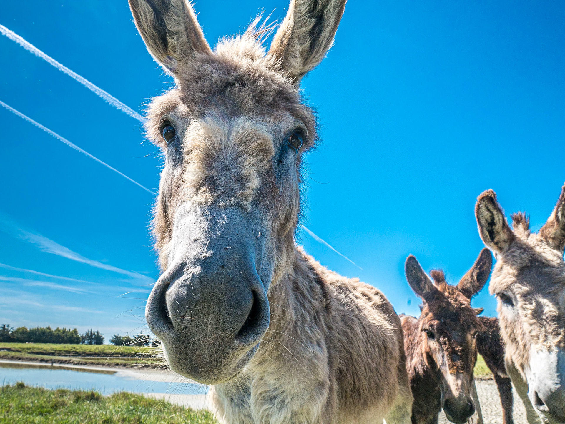 At "Le Marais Mère" salt producer, near Beauvoir-sur-Mer, 23 May 2017