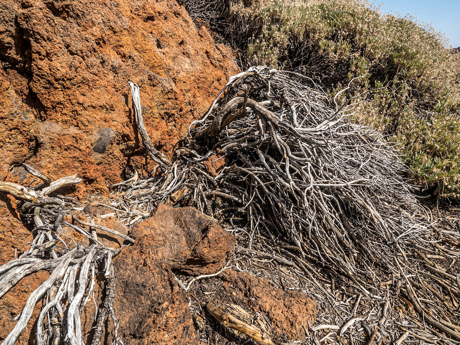 Near Minas de San José, Tenerife, 7 Feb 2022
