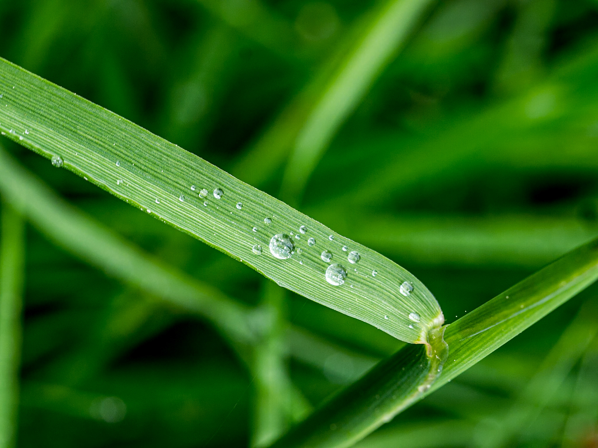Near Blessington, Wicklow, 4 May 2014