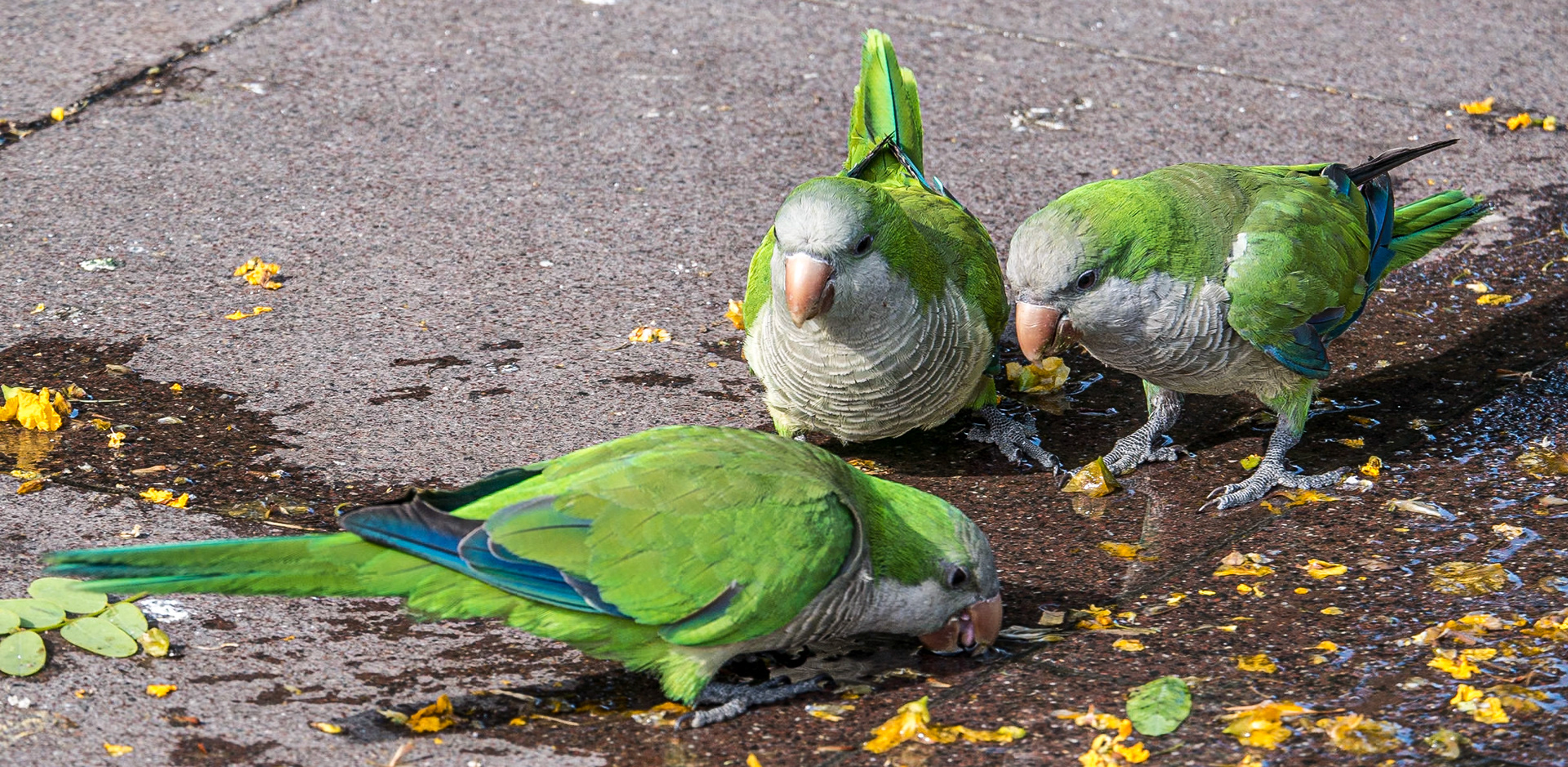 Monk parakeets, Plaça Pau Vila, Barcelona, 28 Jun 2016