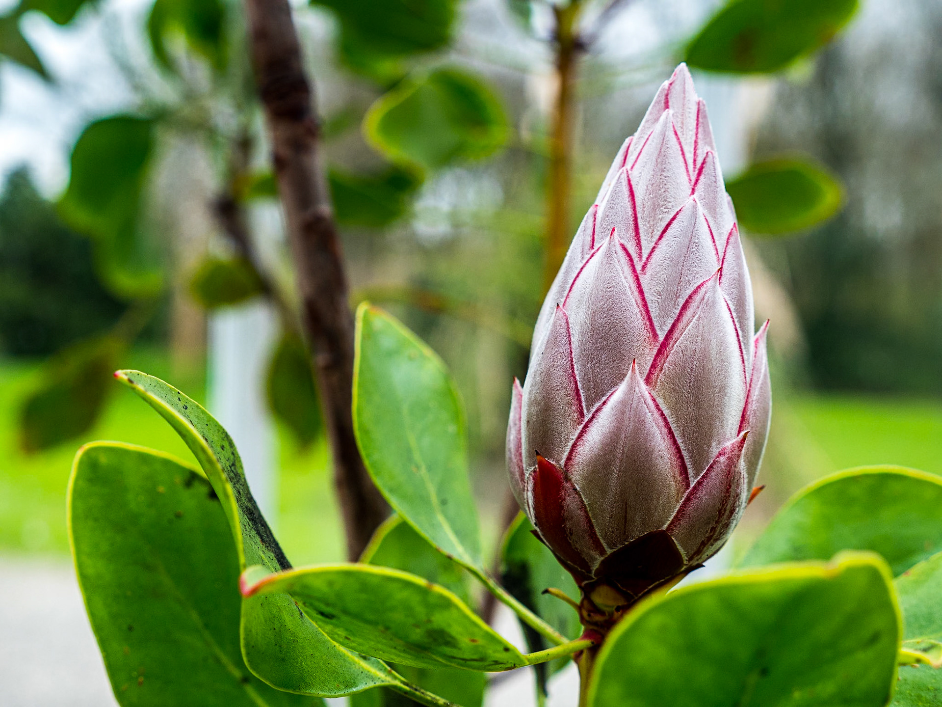 In greenhouse at Turlough Park House, Co Mayo, 1 Apr 2019