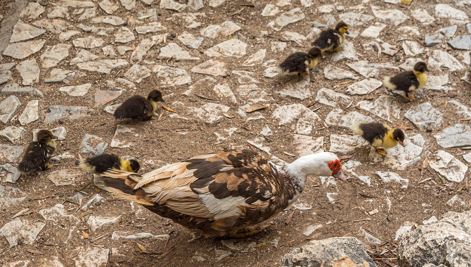 National Garden, Athens, 23 Sep 2024