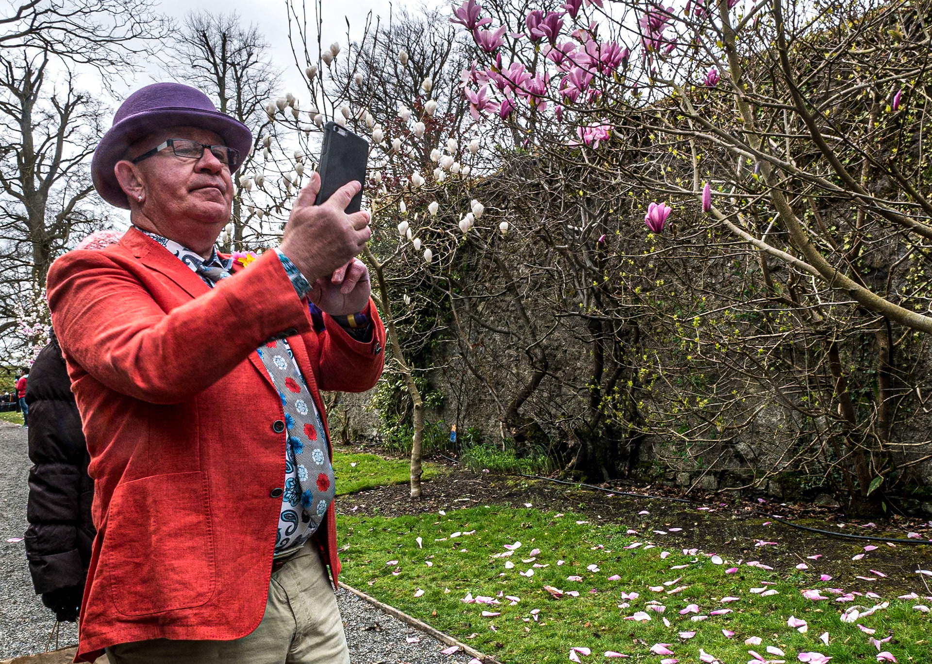 Magnolia, gardens around Farmleigh, 12 Apr 2015