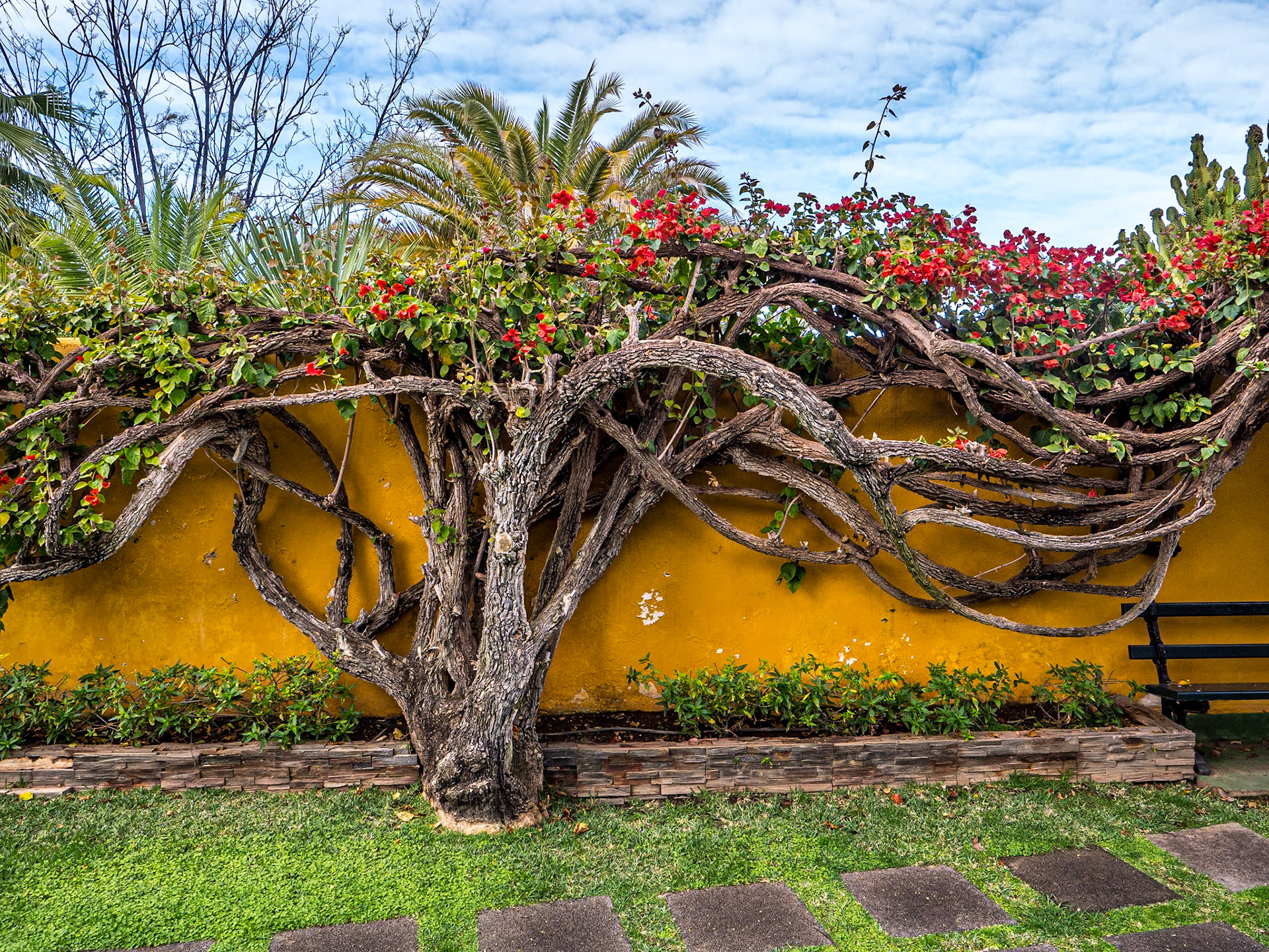 Gardens of Hotel Tigaiga, Puerto de la Cruz, Tenerife, 23 Feb 2023