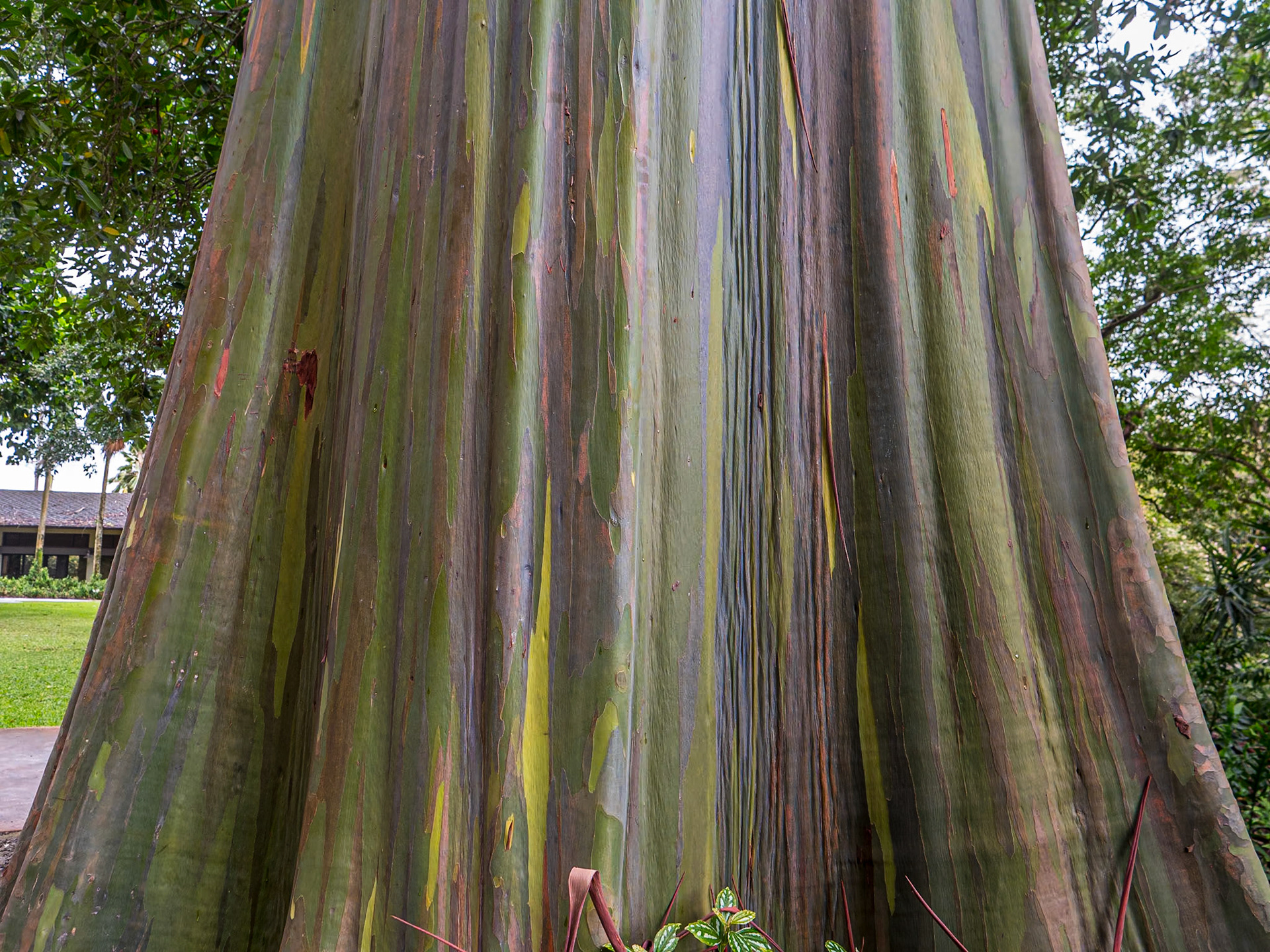 Eucalyptus Deglupta, Wahiawa Botanical Garden, O'ahu, Hawaii, 29 Jan 2024