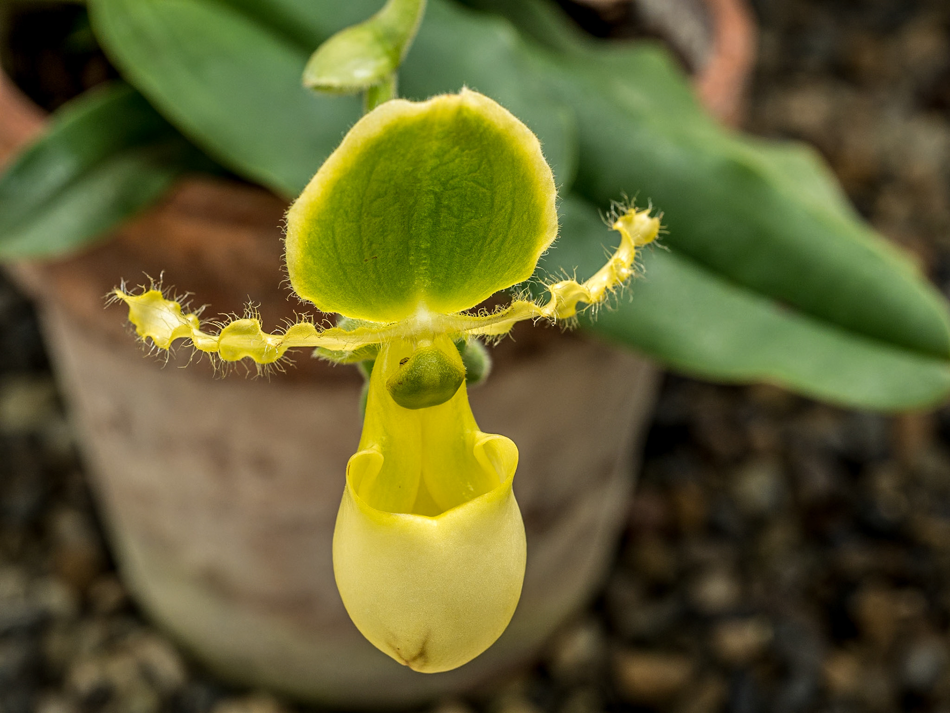 Orchid, Botanic gardens. Dublin, 25 Jun 2015