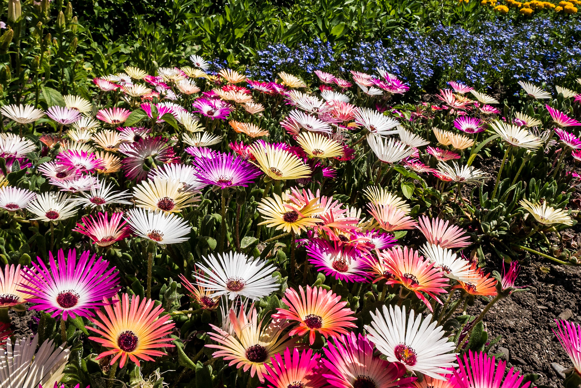 Botanic Gardens, Dublin, 1 Jul 2014