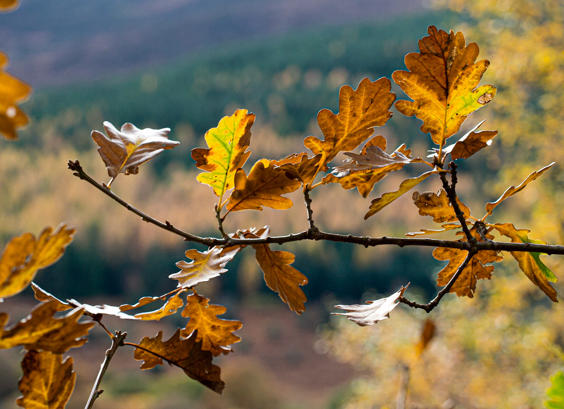 Knockree, Wicklow mountains
