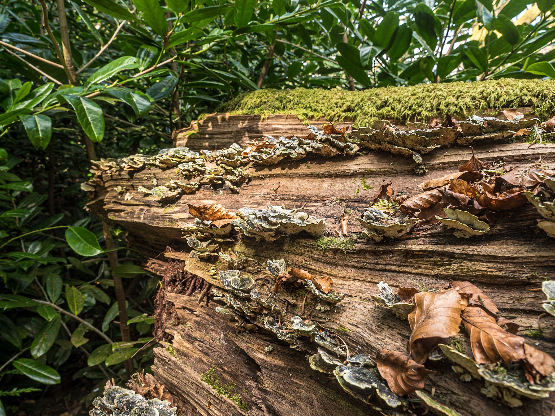 Massy's Estate, Co Dublin, 1 Apr 2022