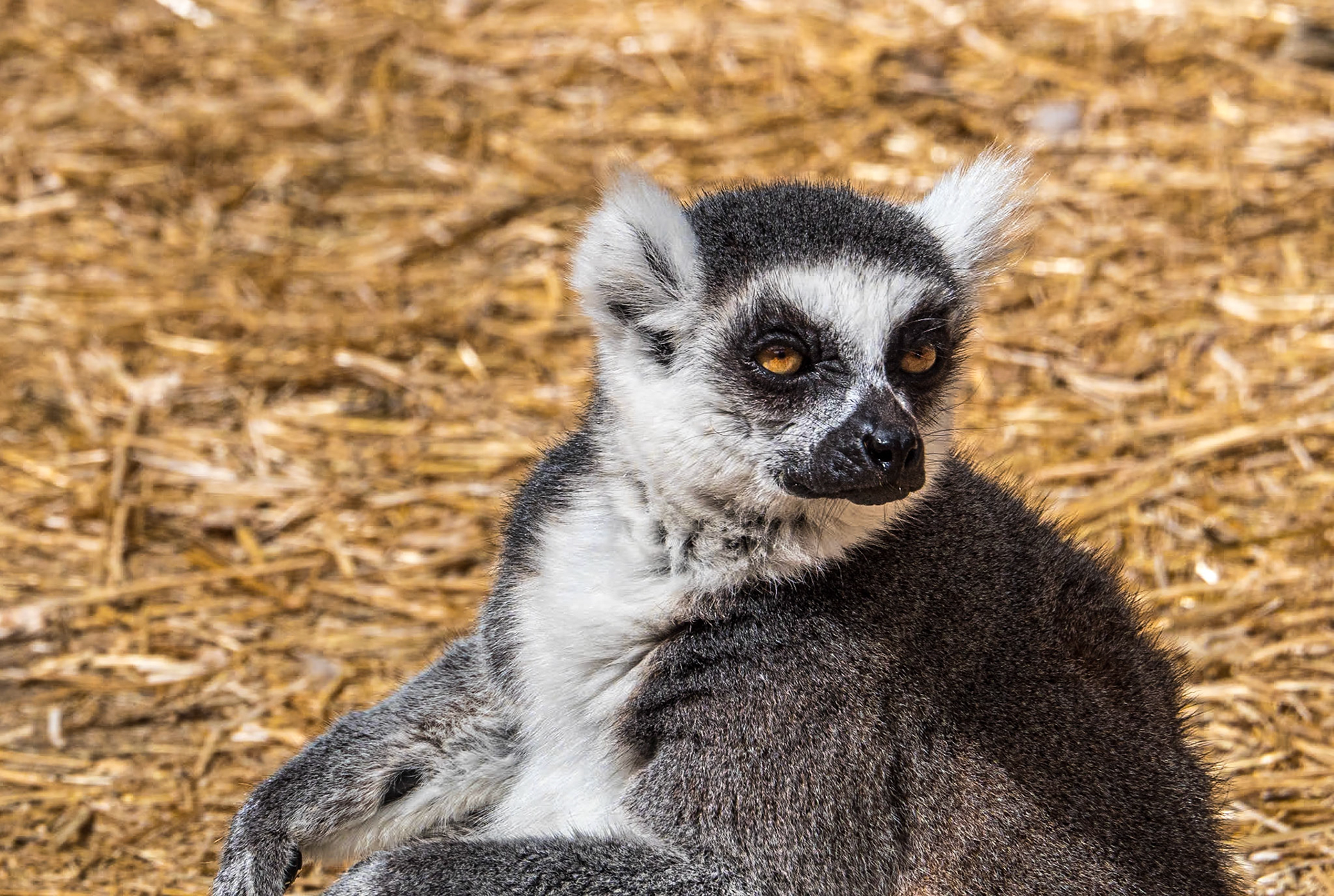 Monkey Park, Tenerife, 1 Mar 2023