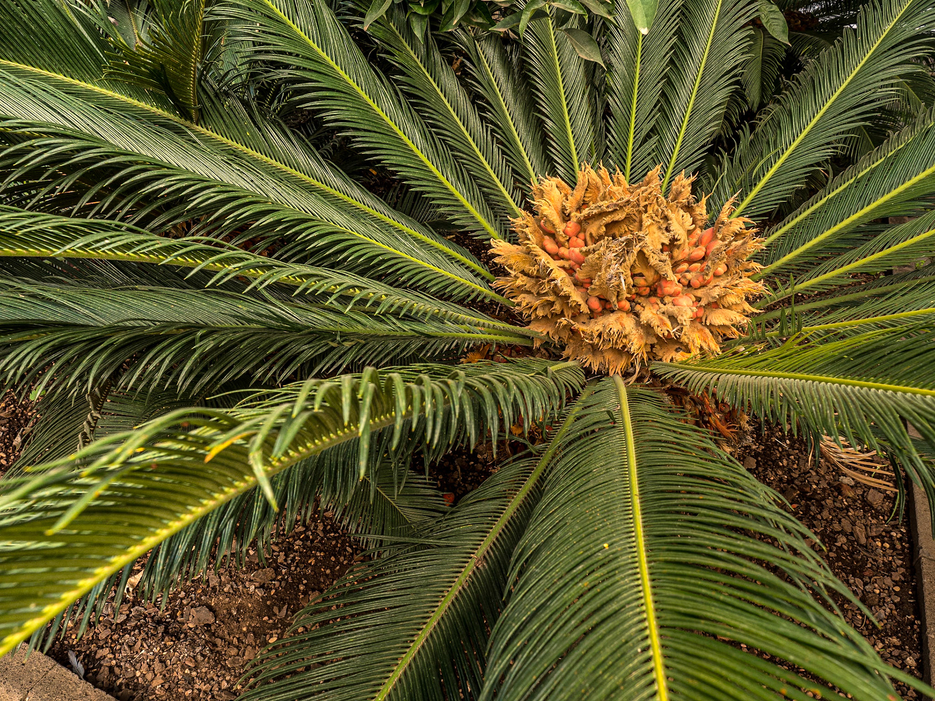 Casa Salazar, La Laguna, Tenerife, 31 Jan 2022