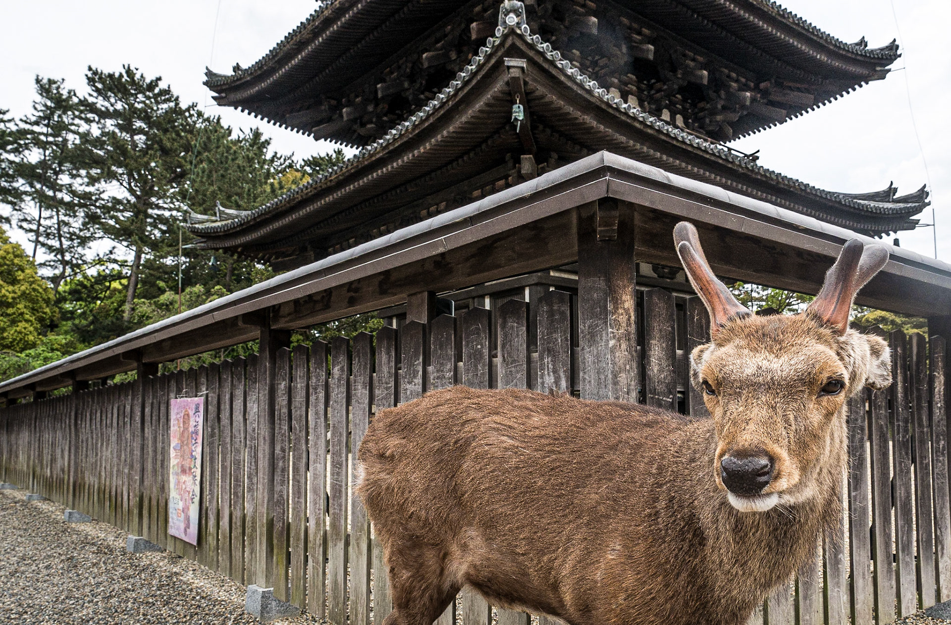 Deer, Kofuku-ji temple, Nara, 25 Apr 2016