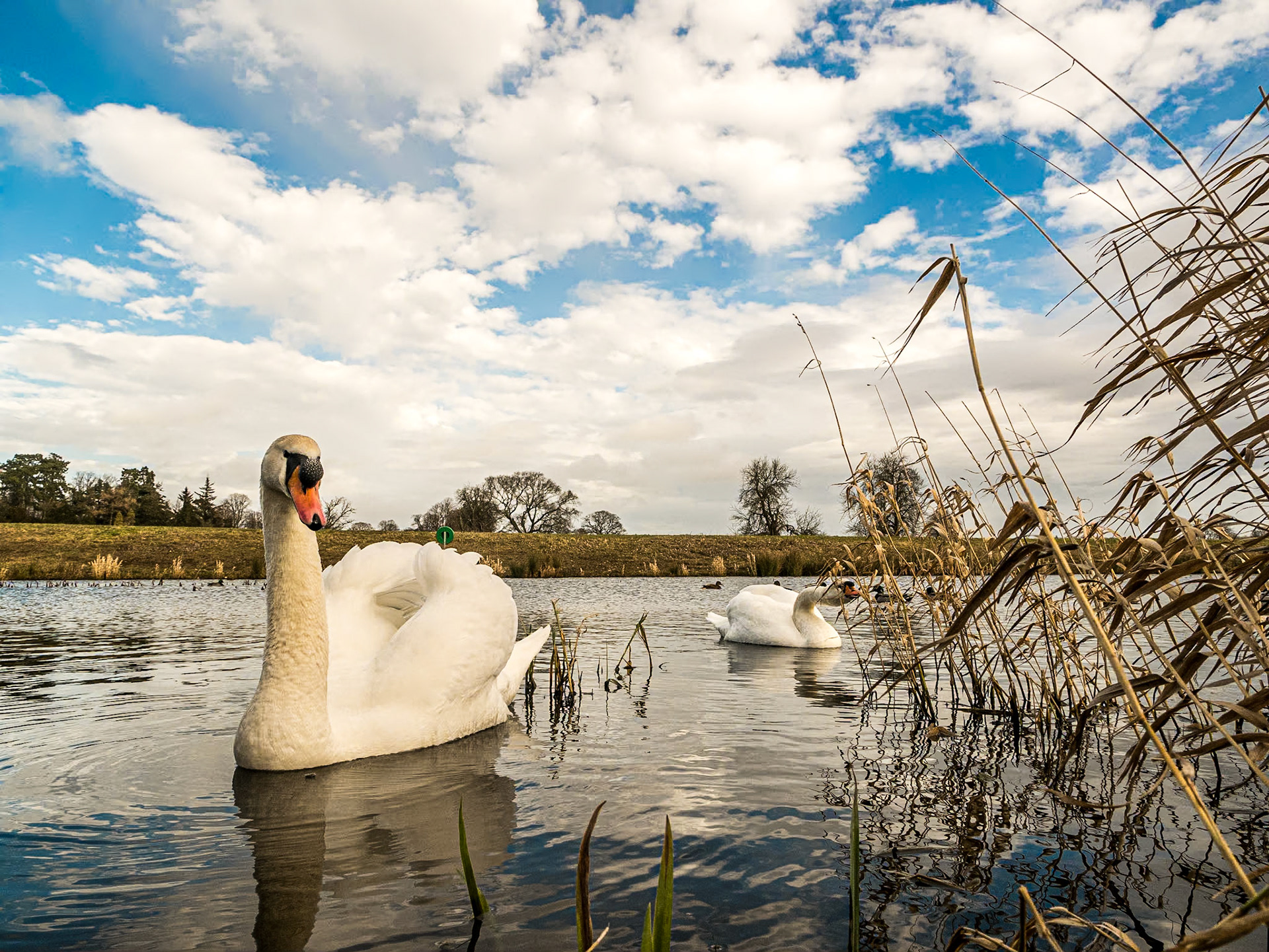 Swans, Castletown Demesne, Co Kildare, 18 Feb 2015