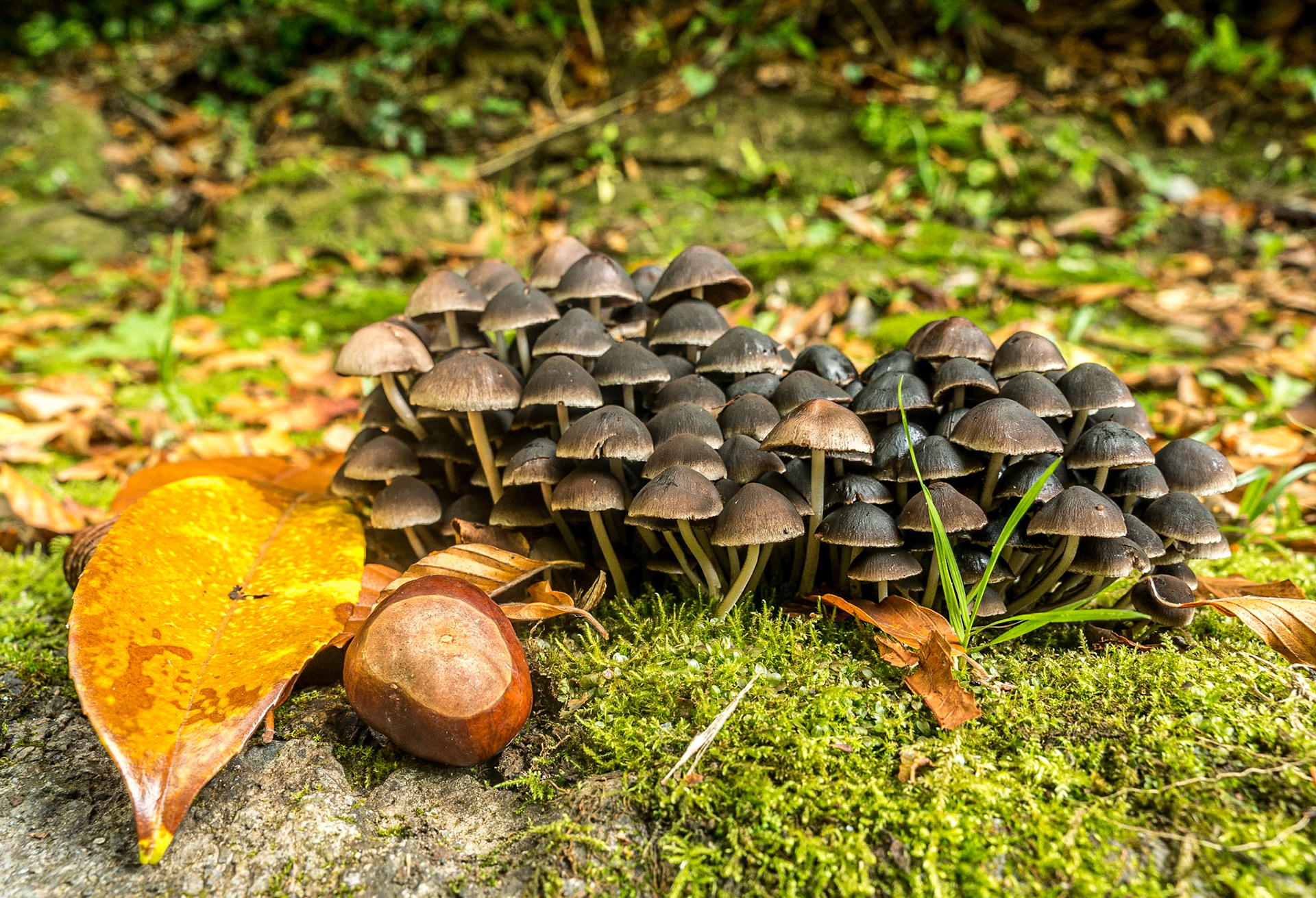 Mushrooms, Leixlip Manor Gardens, 9 Oct 2016
