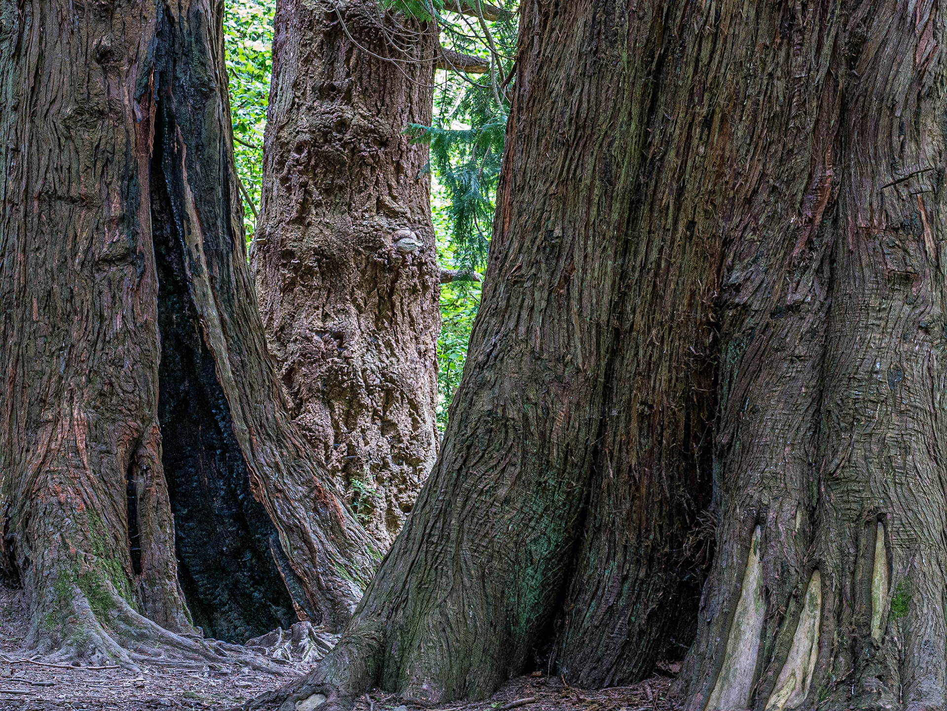 Powerscourt estate, Co Wicklow, 16 Jun 2015
