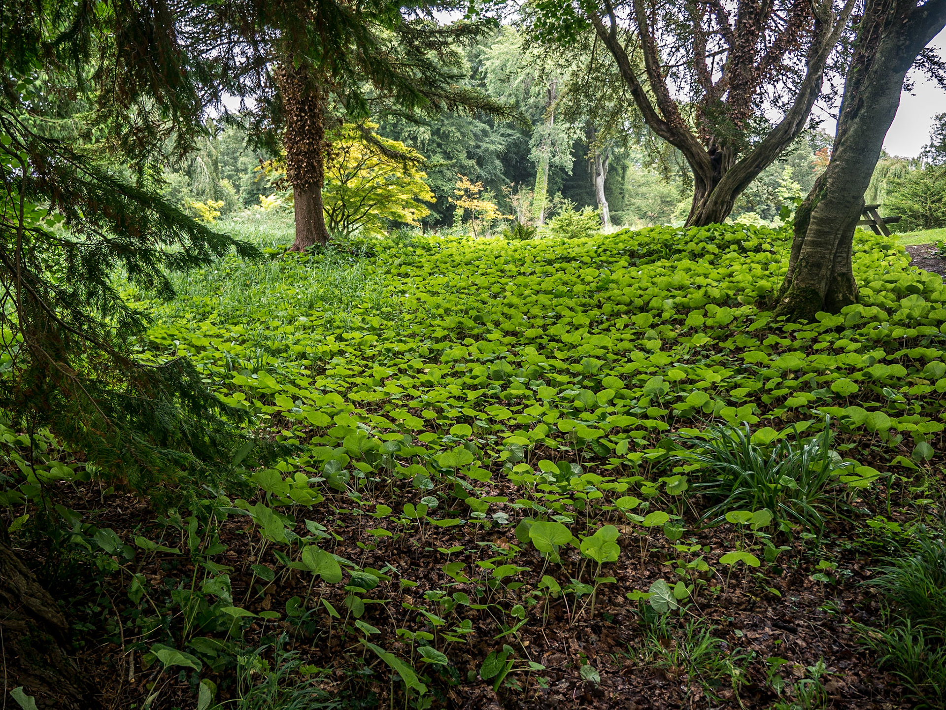 Birr Castle Demesne, Co Offaly, 3 Aug 2016