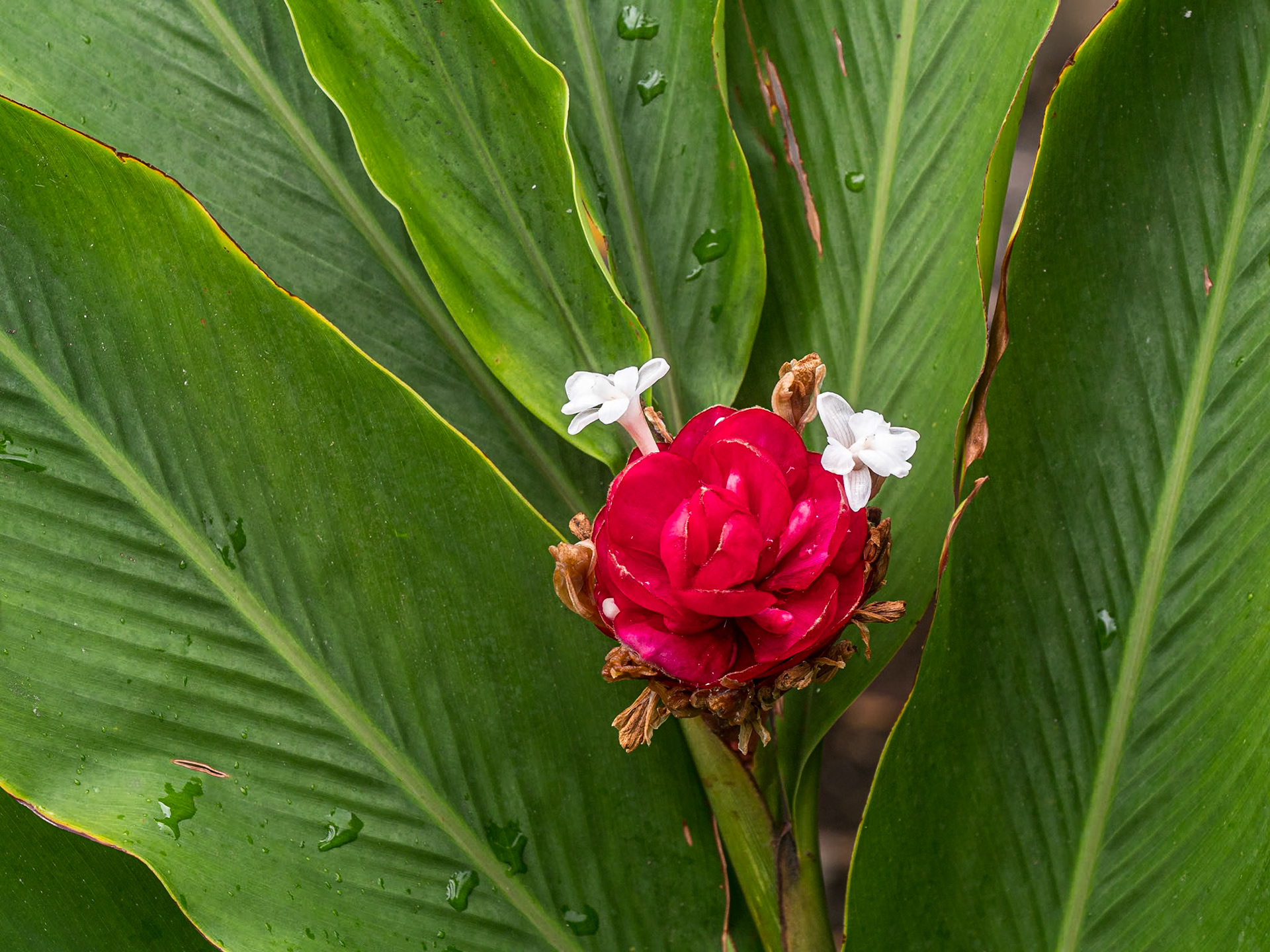 Grounds of Aliʻiolani Hale building, Honolulu, 30 Jan 2024