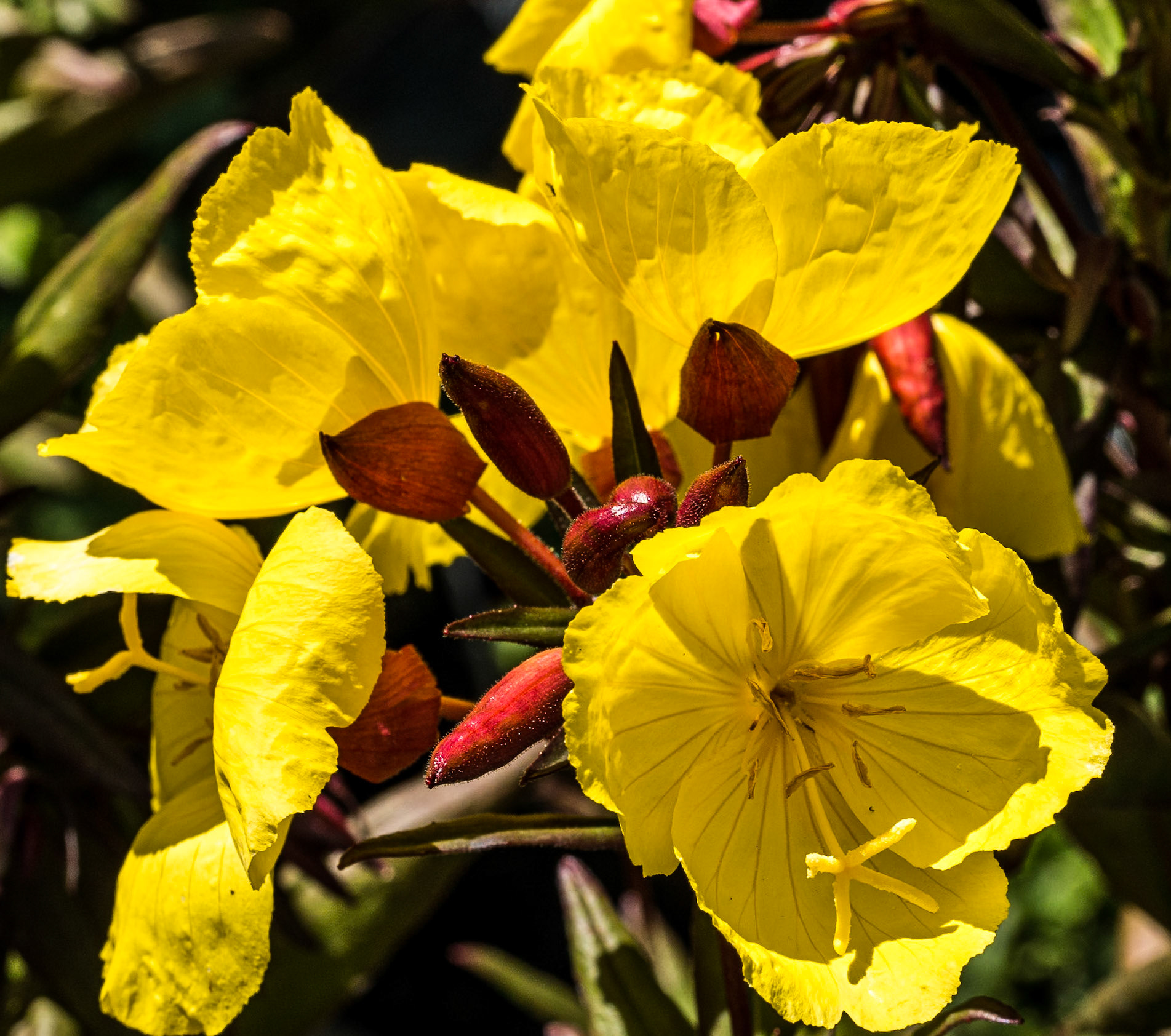 Mount Venus Garden Centre, Co Dublin, 30 Jun 2014