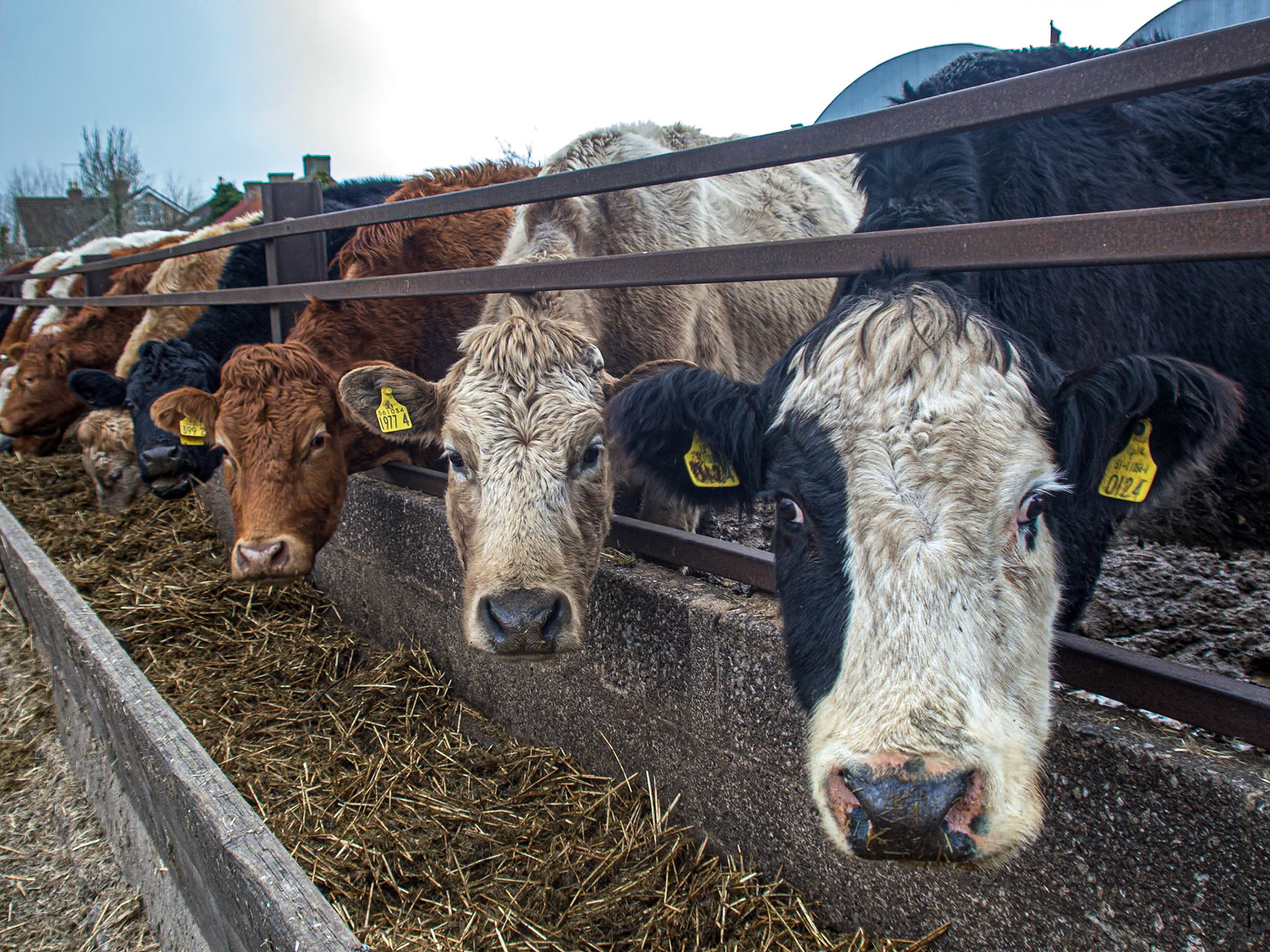 Cows near Dungannon, Co Tyrone, 15 Mar 2015